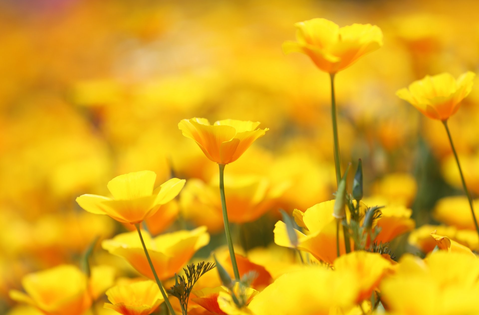 eschscholzia flower many