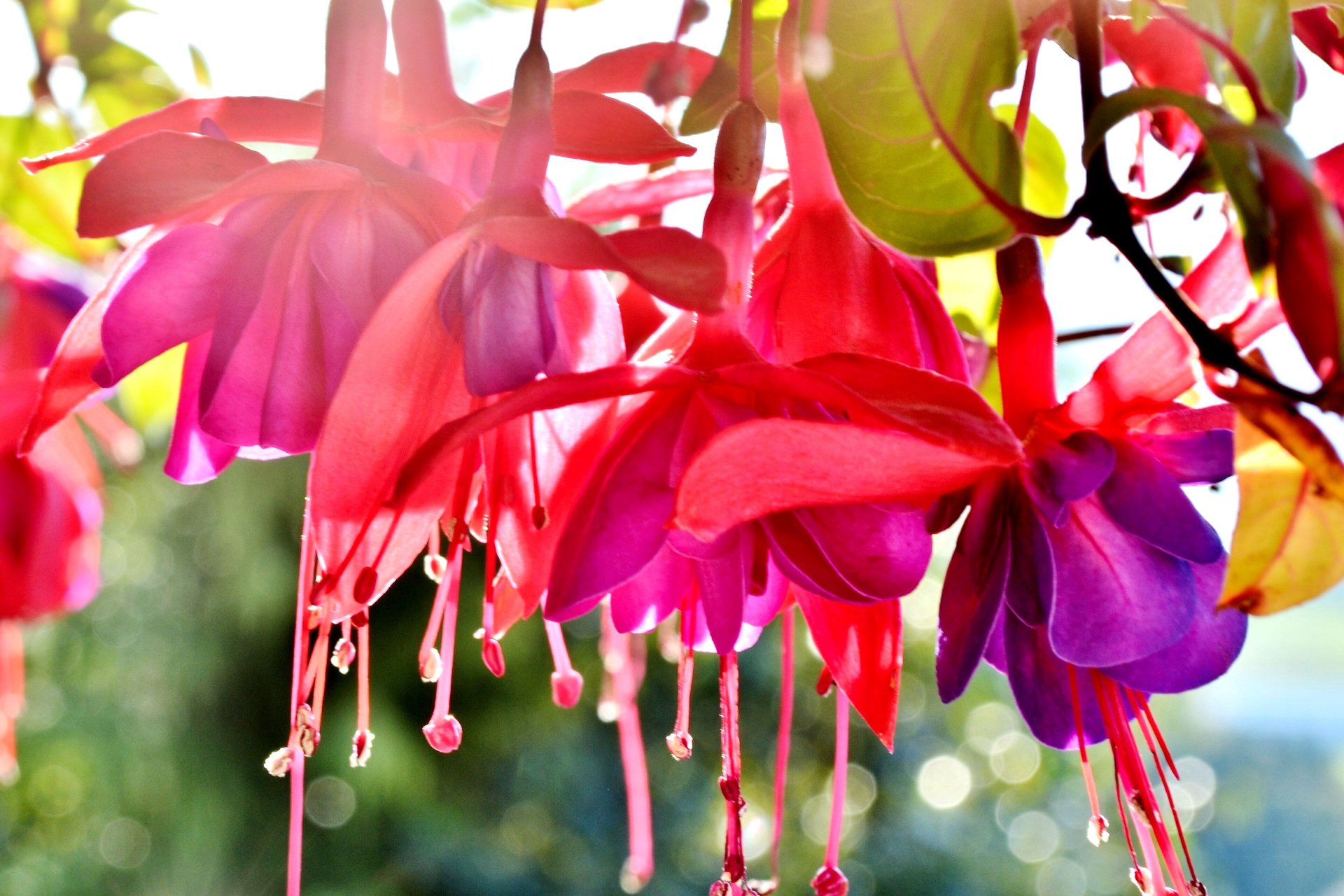 flower bright summer close up macro