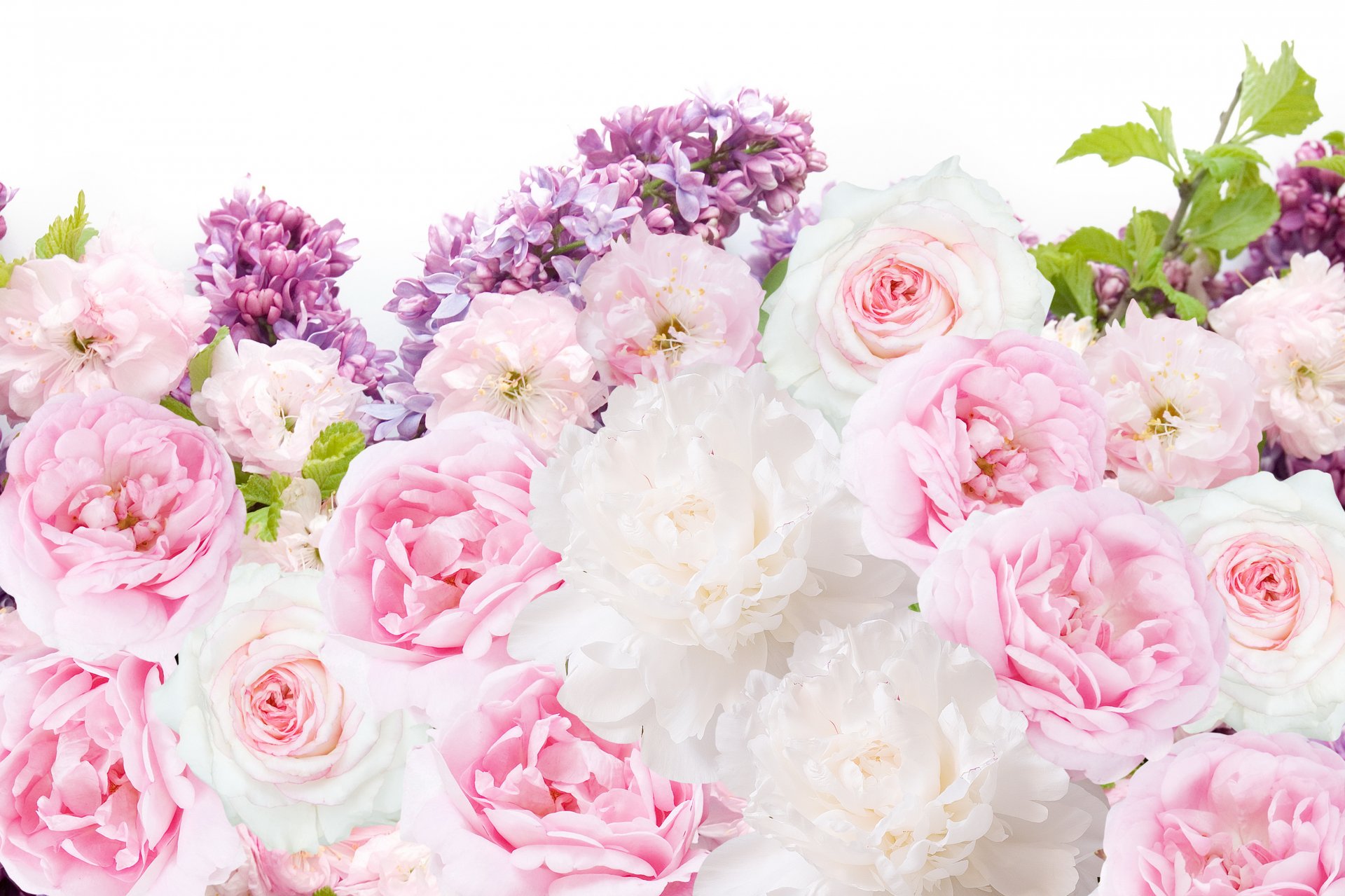 flower peonies roses lilac