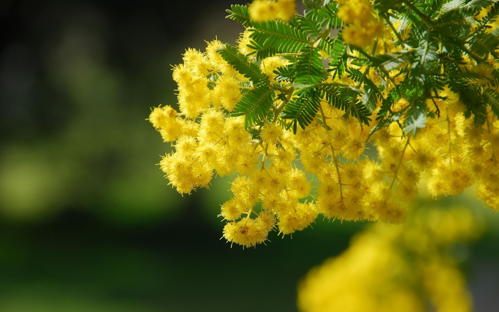 HD wallpaper acacia branch close up