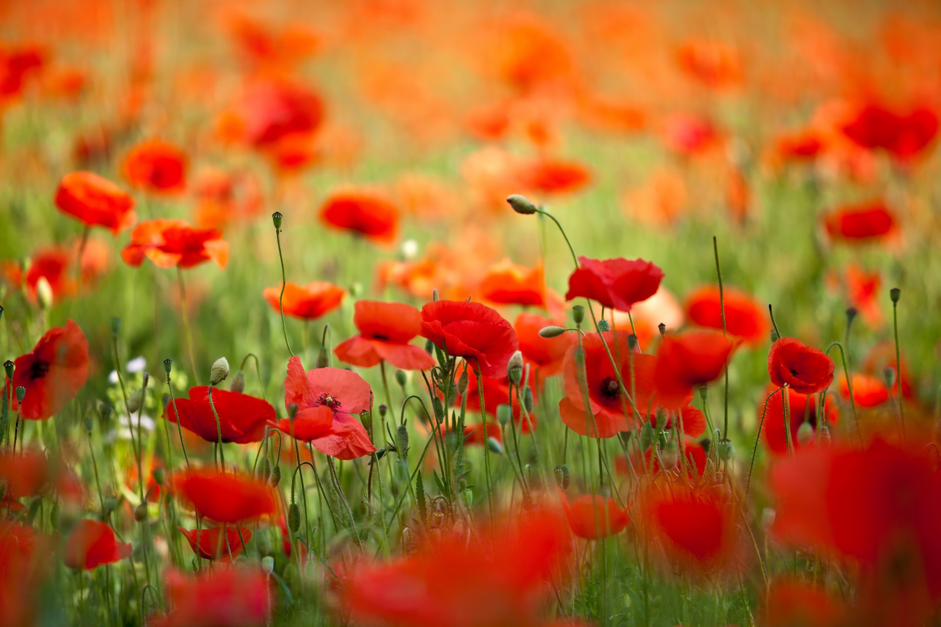 HD wallpaper nature flower poppies petals spring the field