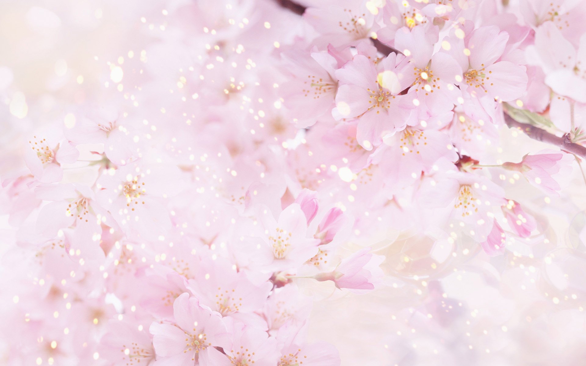 sakura cherry flower bloom petals pink spring nature