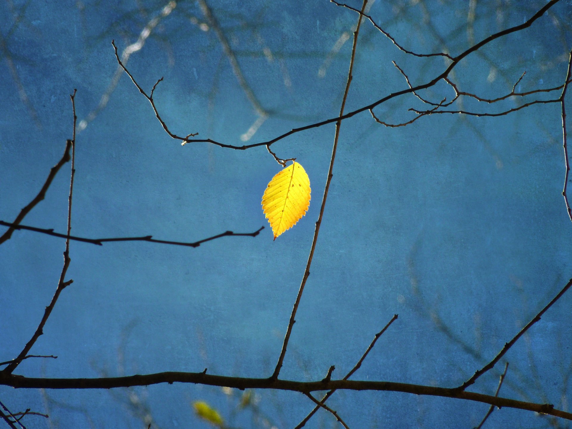 tree branches sheet yellow blue background