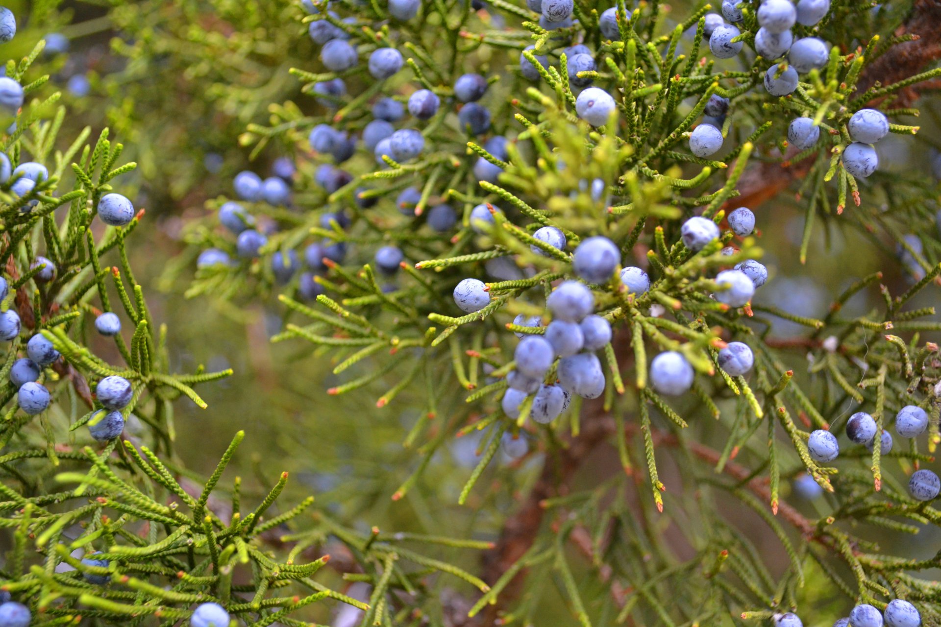 Juniper berries bush plant green | Desktop Wallpapers