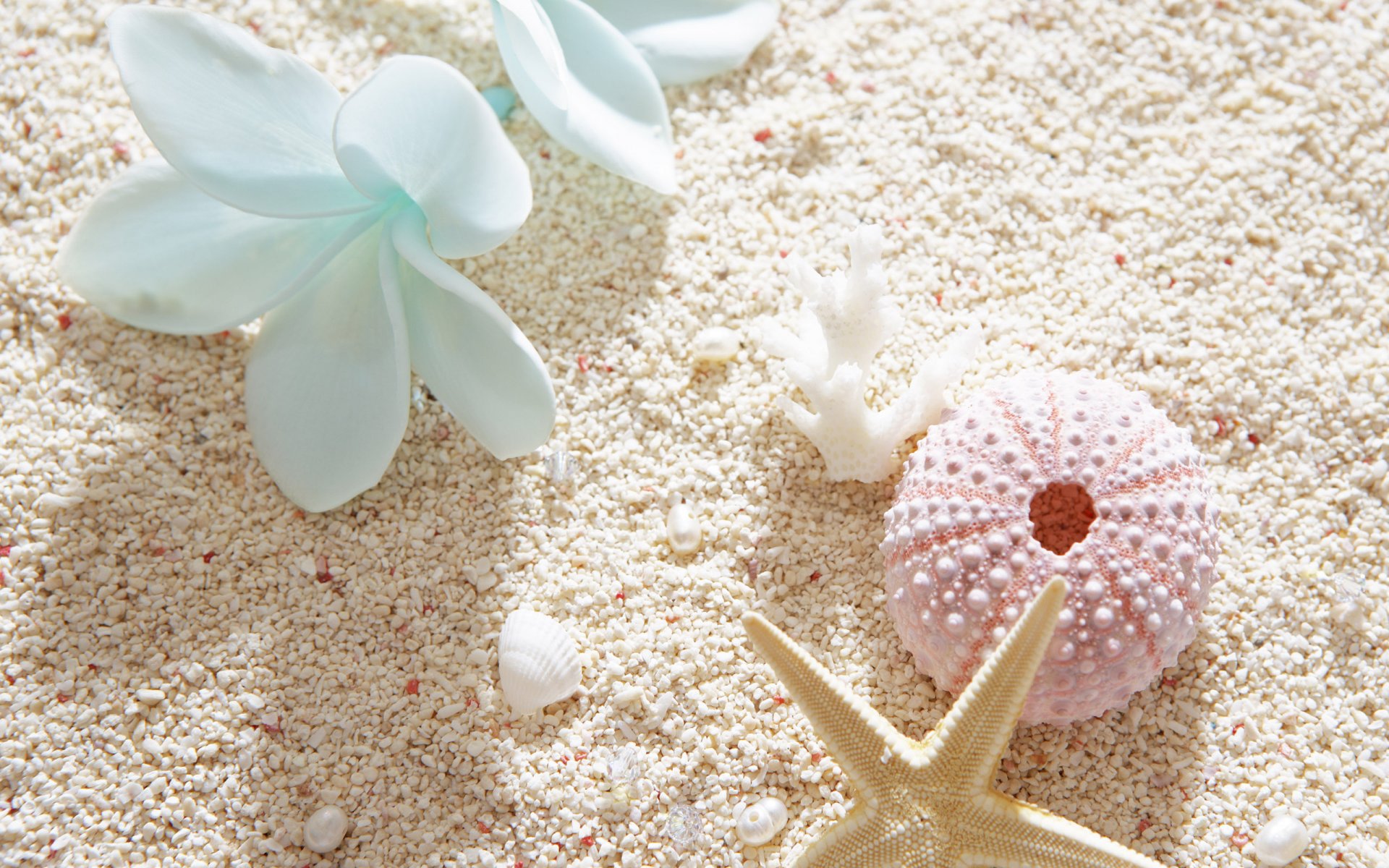 sand shells beach summer