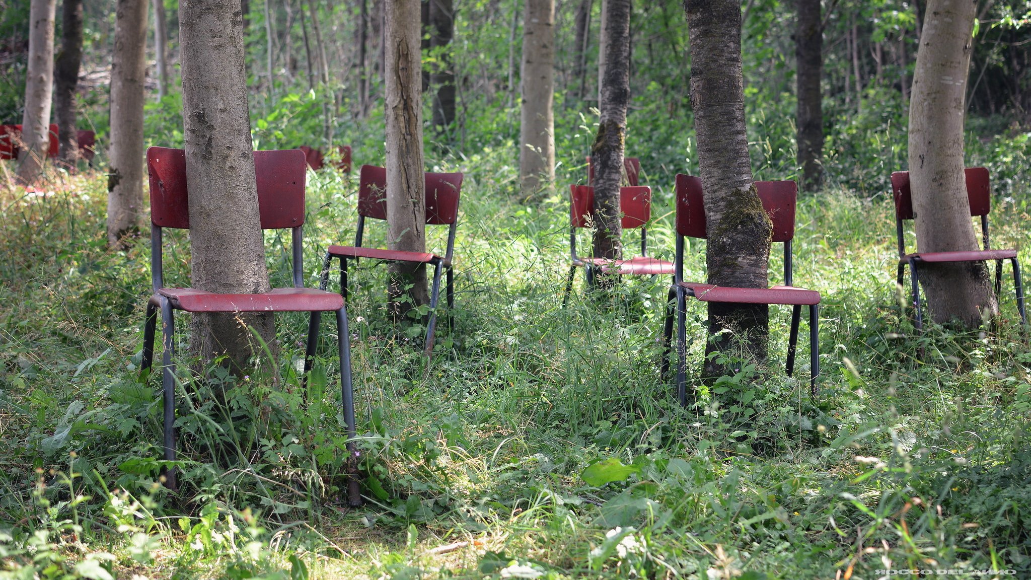 tree chairs forest