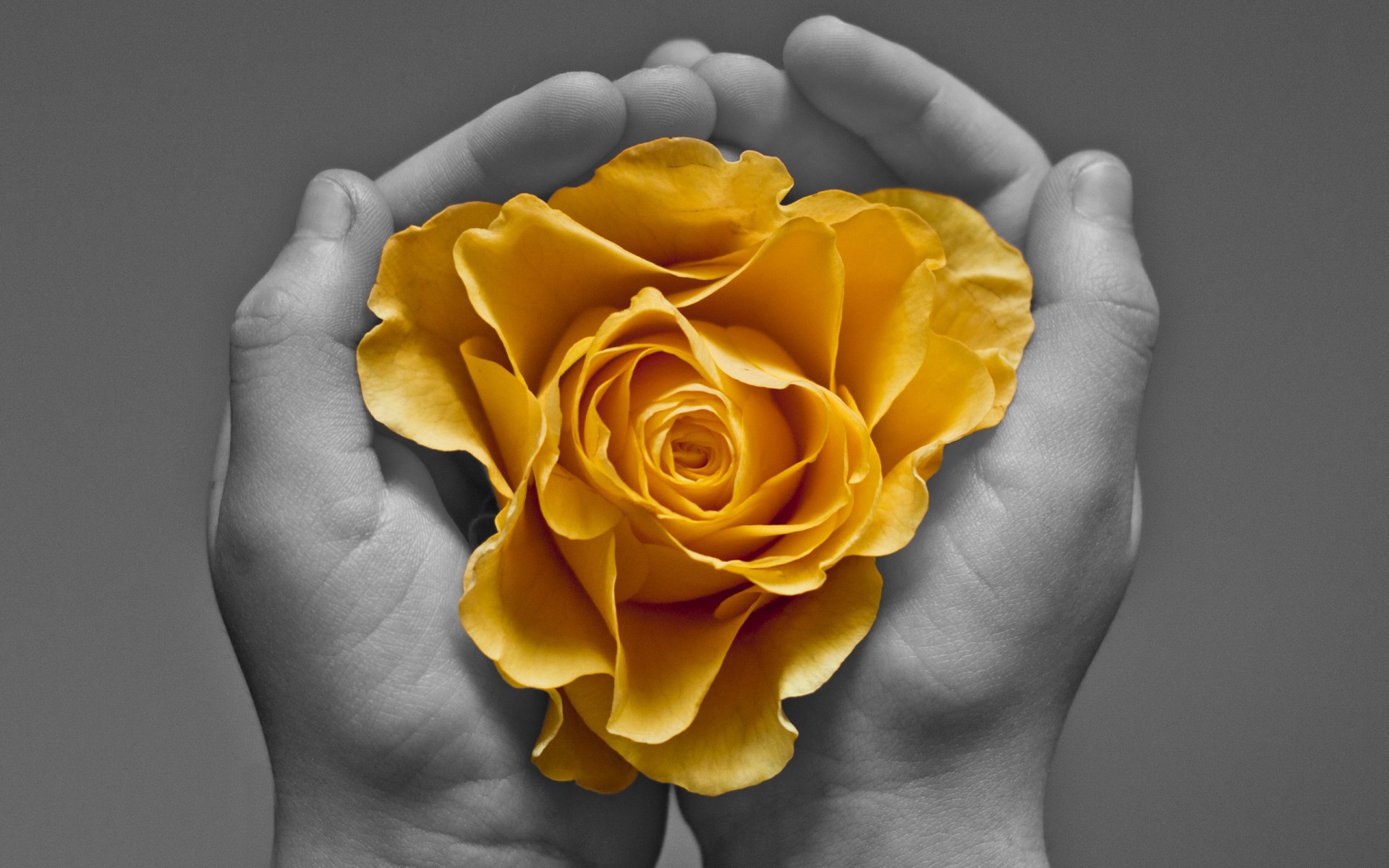 hands flower background