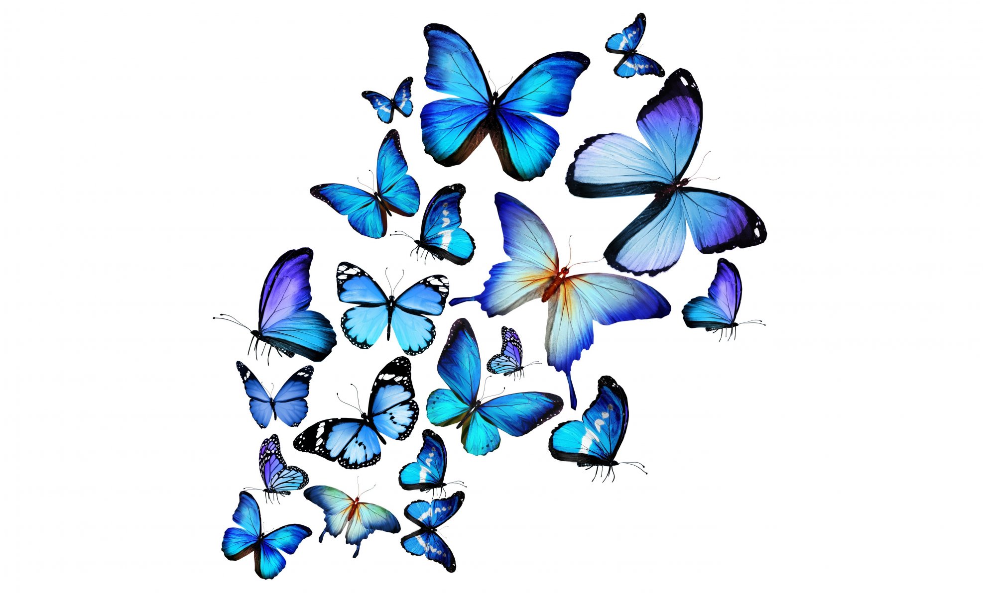 HD wallpaper blue butterfly 3d blue butterfly