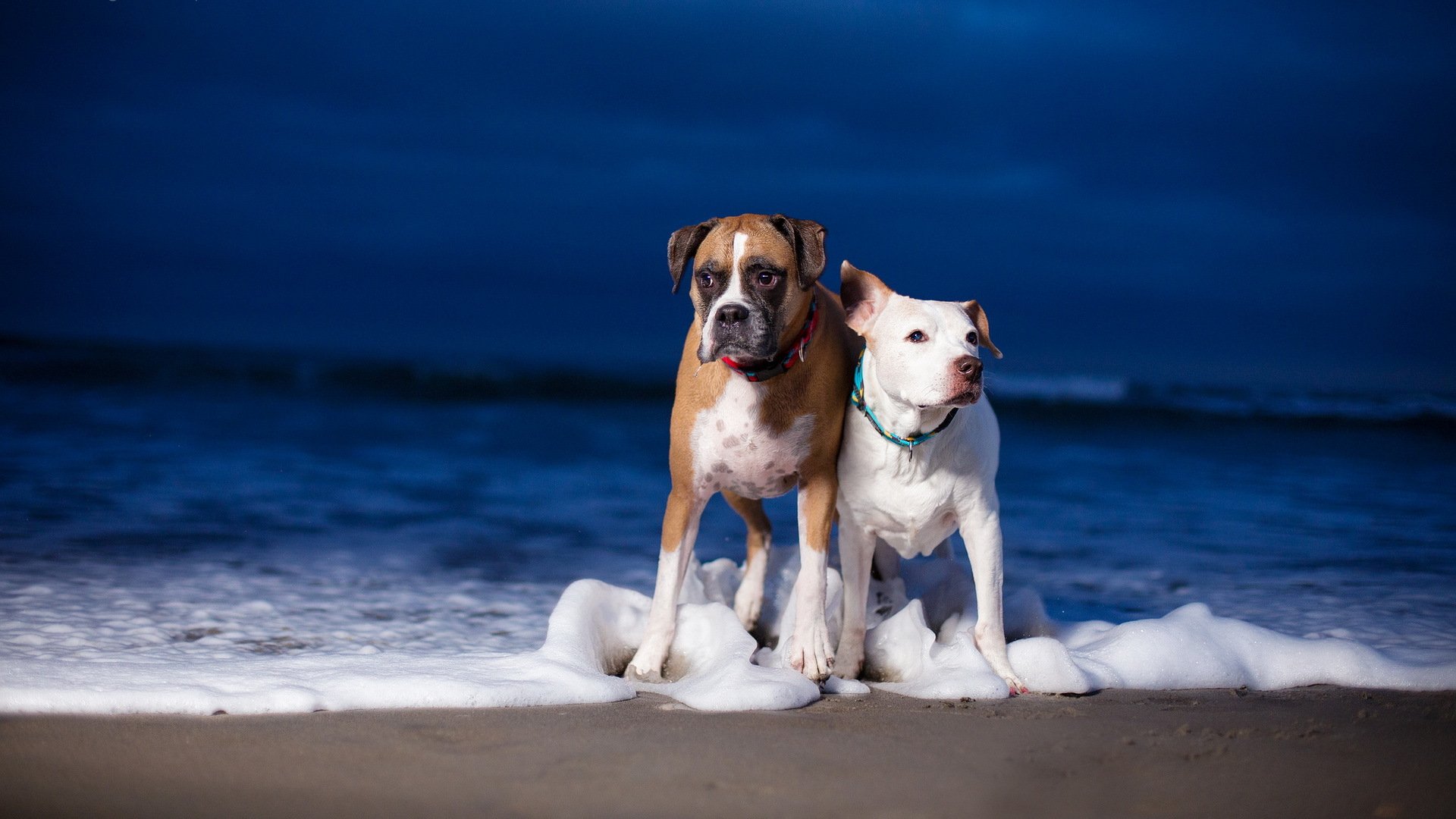 dogs sea background
