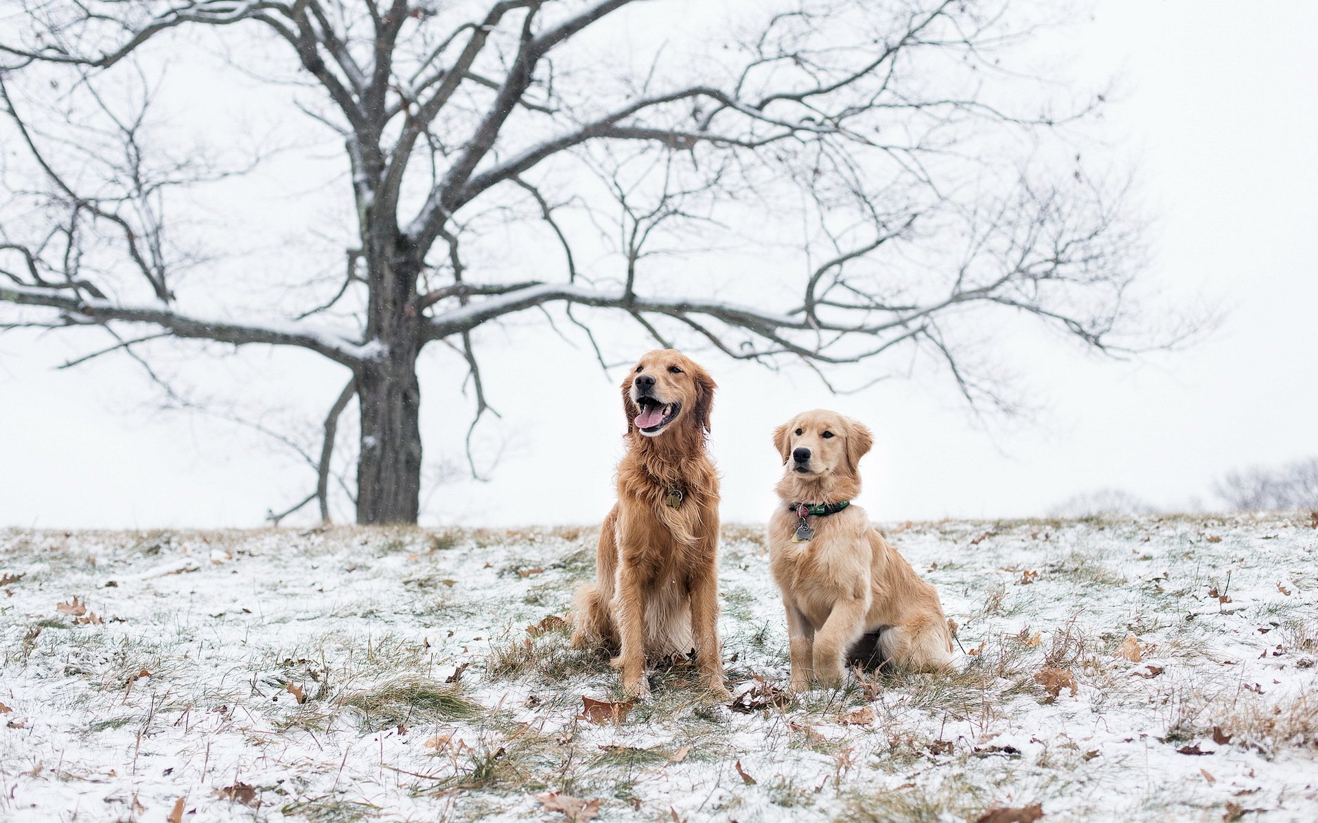 dogs the field snow