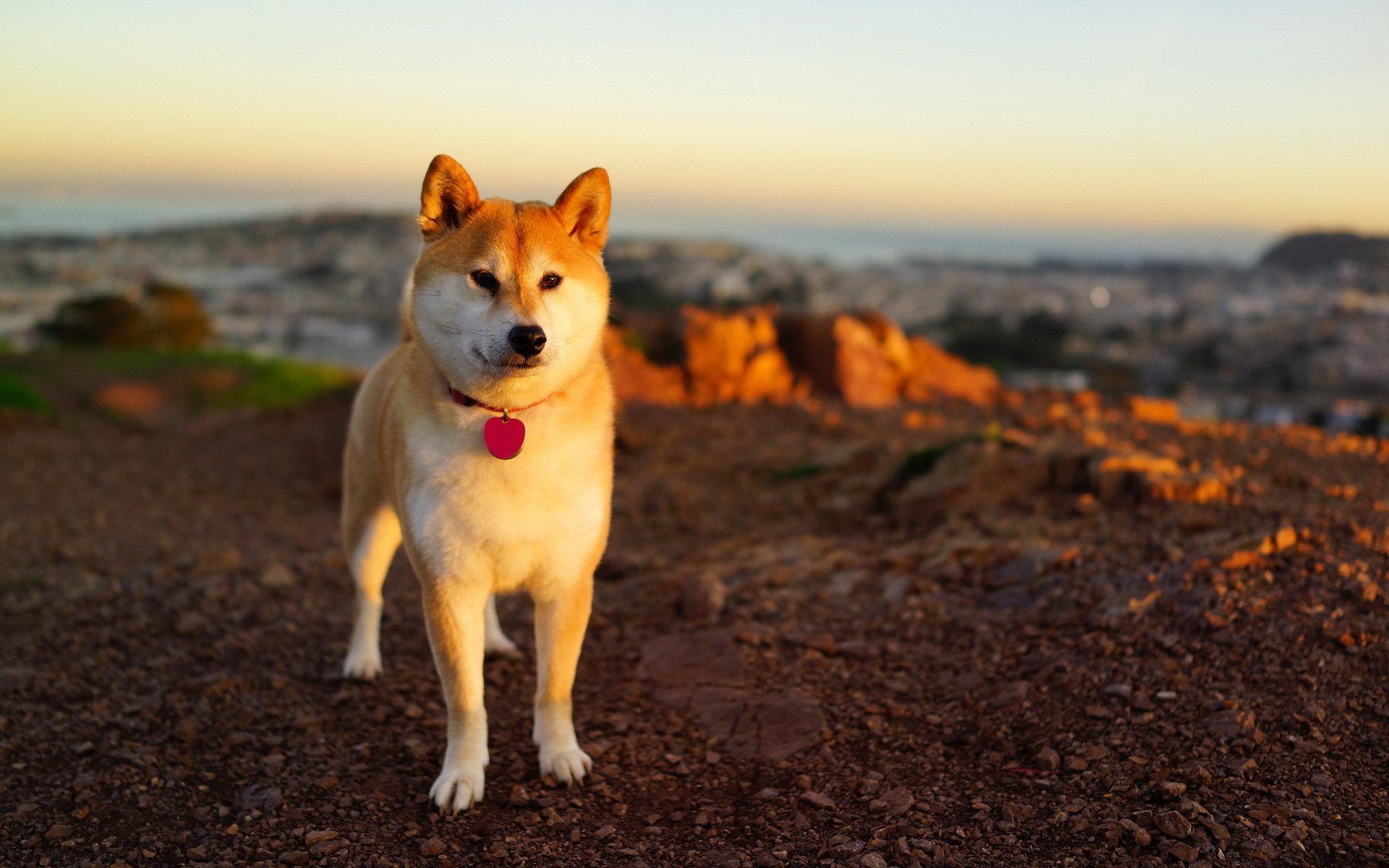 dog sunset background