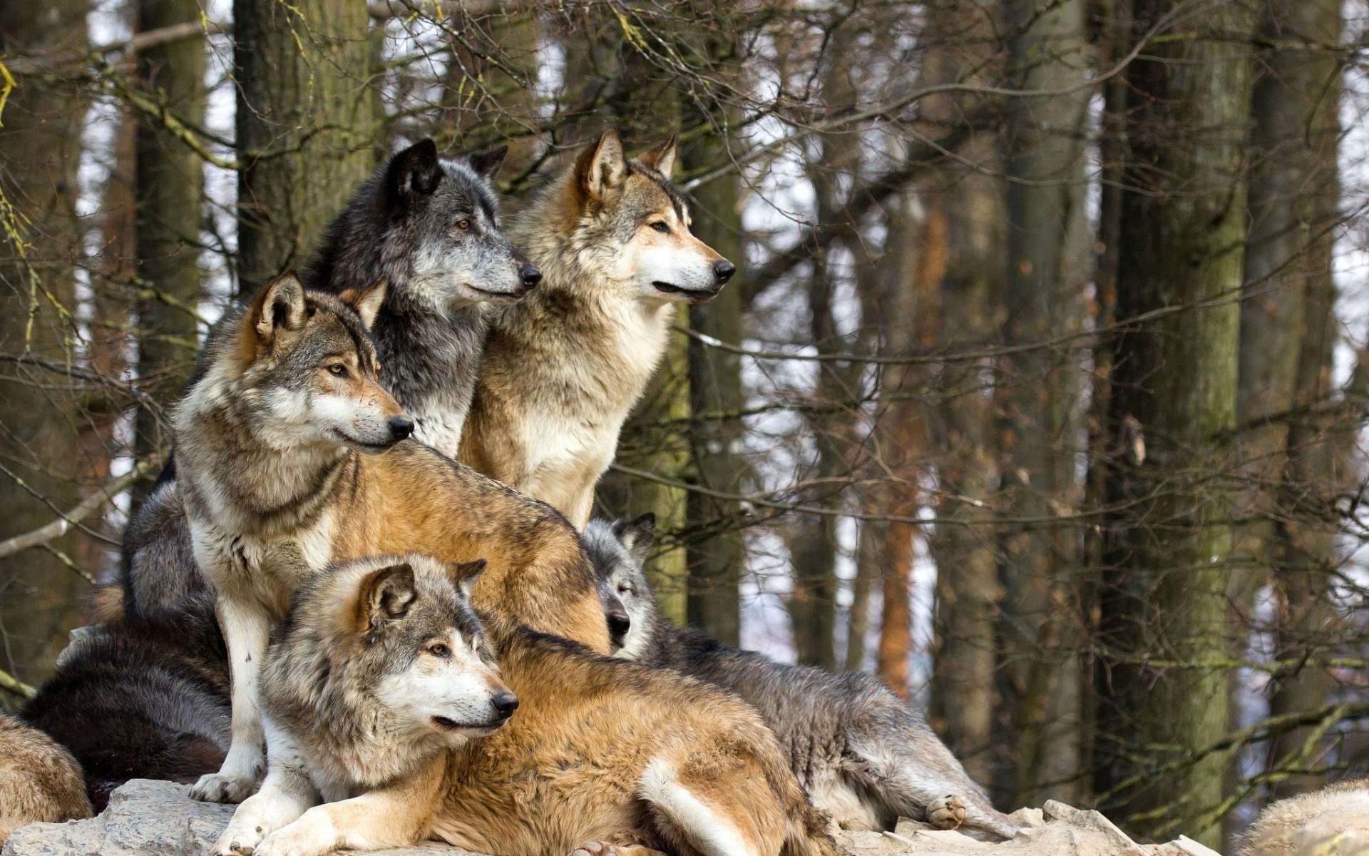 A pack of wolves are looking out for prey