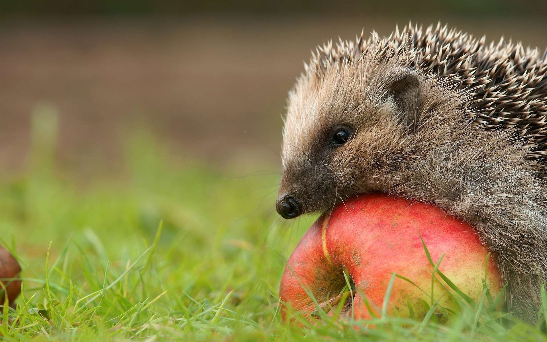 Hedgehog on an apple in the grass