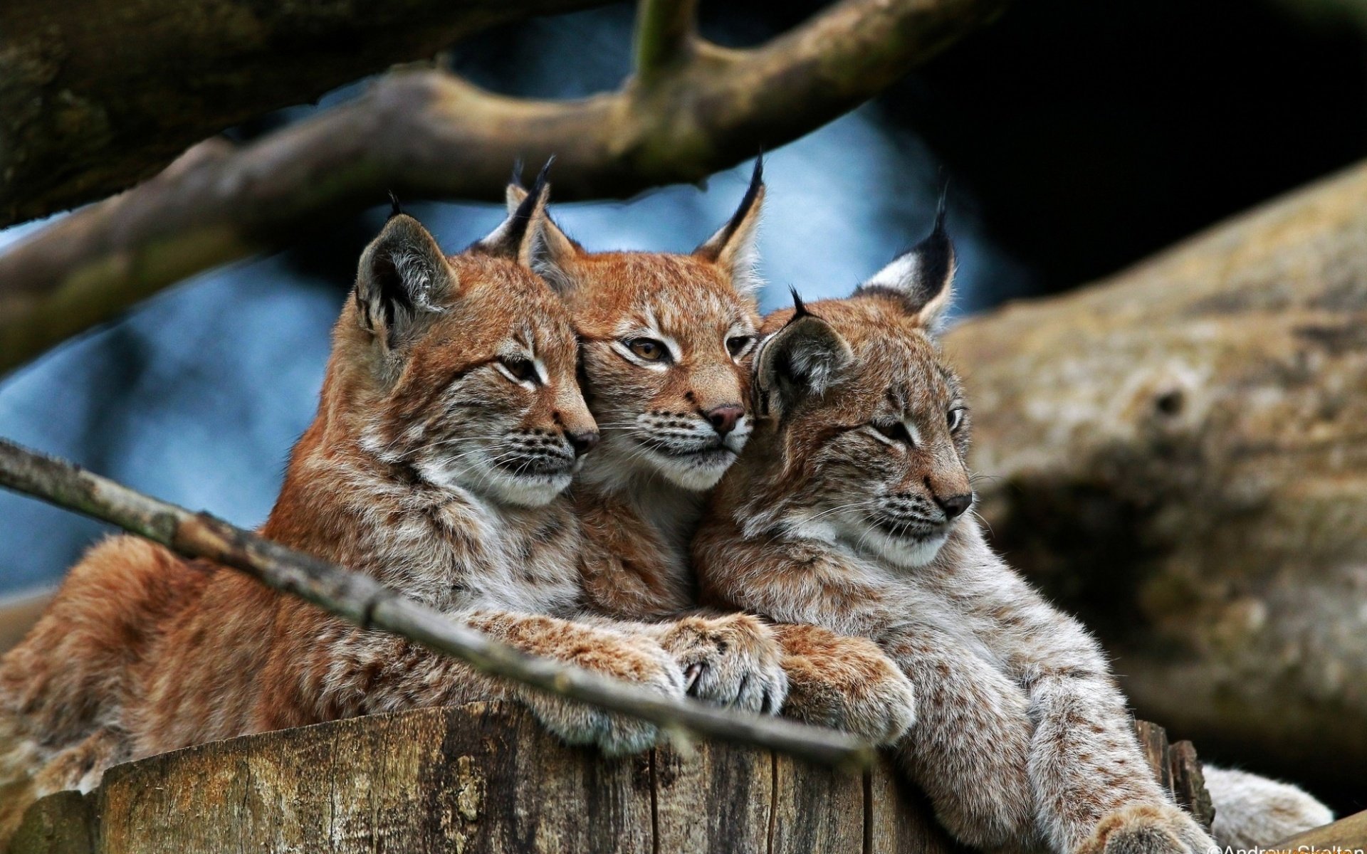 A family of lynxes in the forest