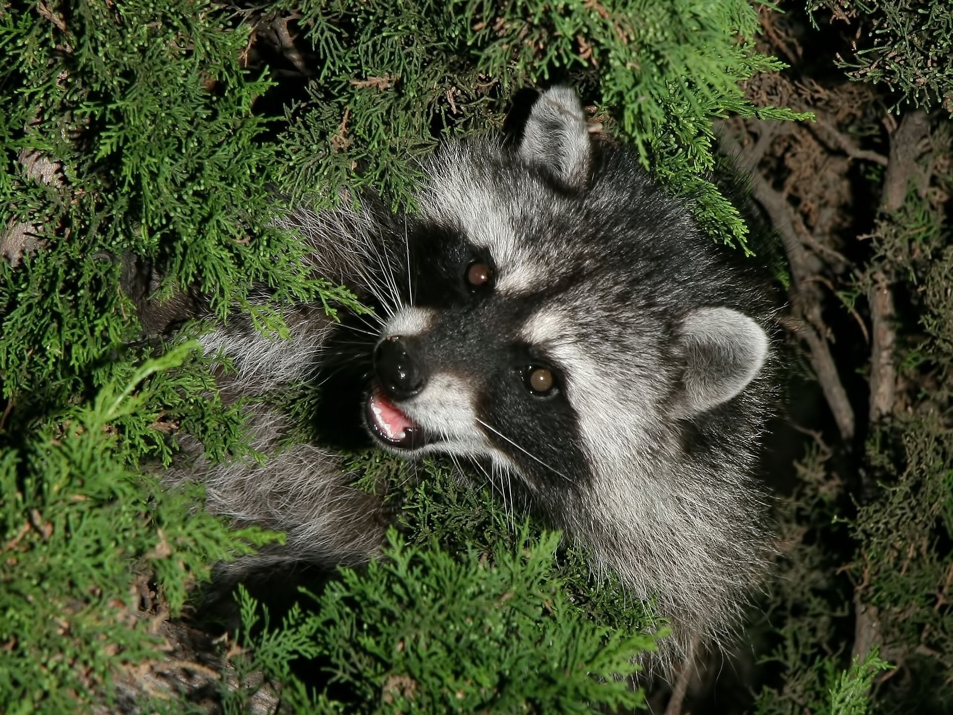 Photo of a raccoon animal in the greenery