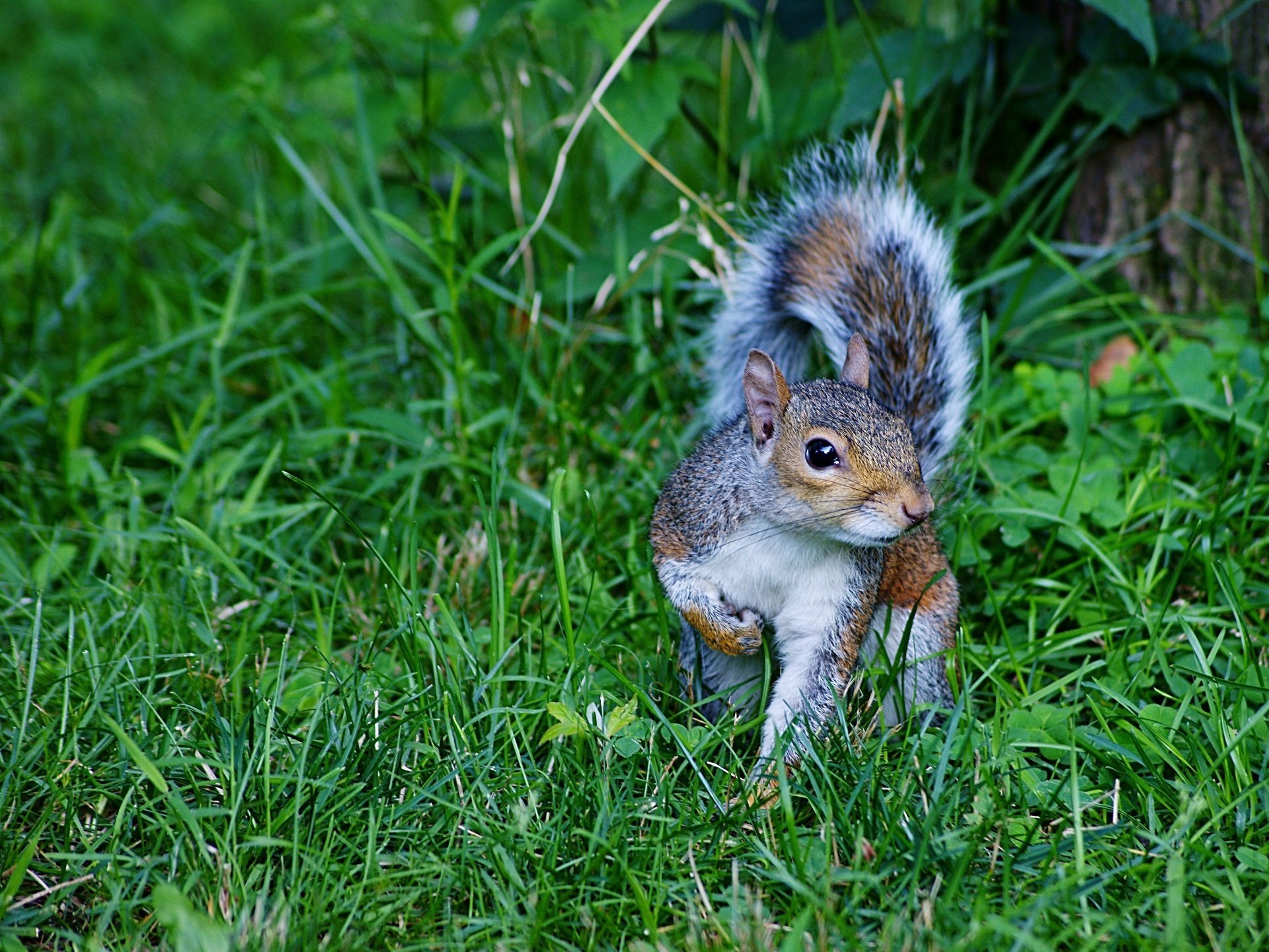 Squirrel on the summer green grass