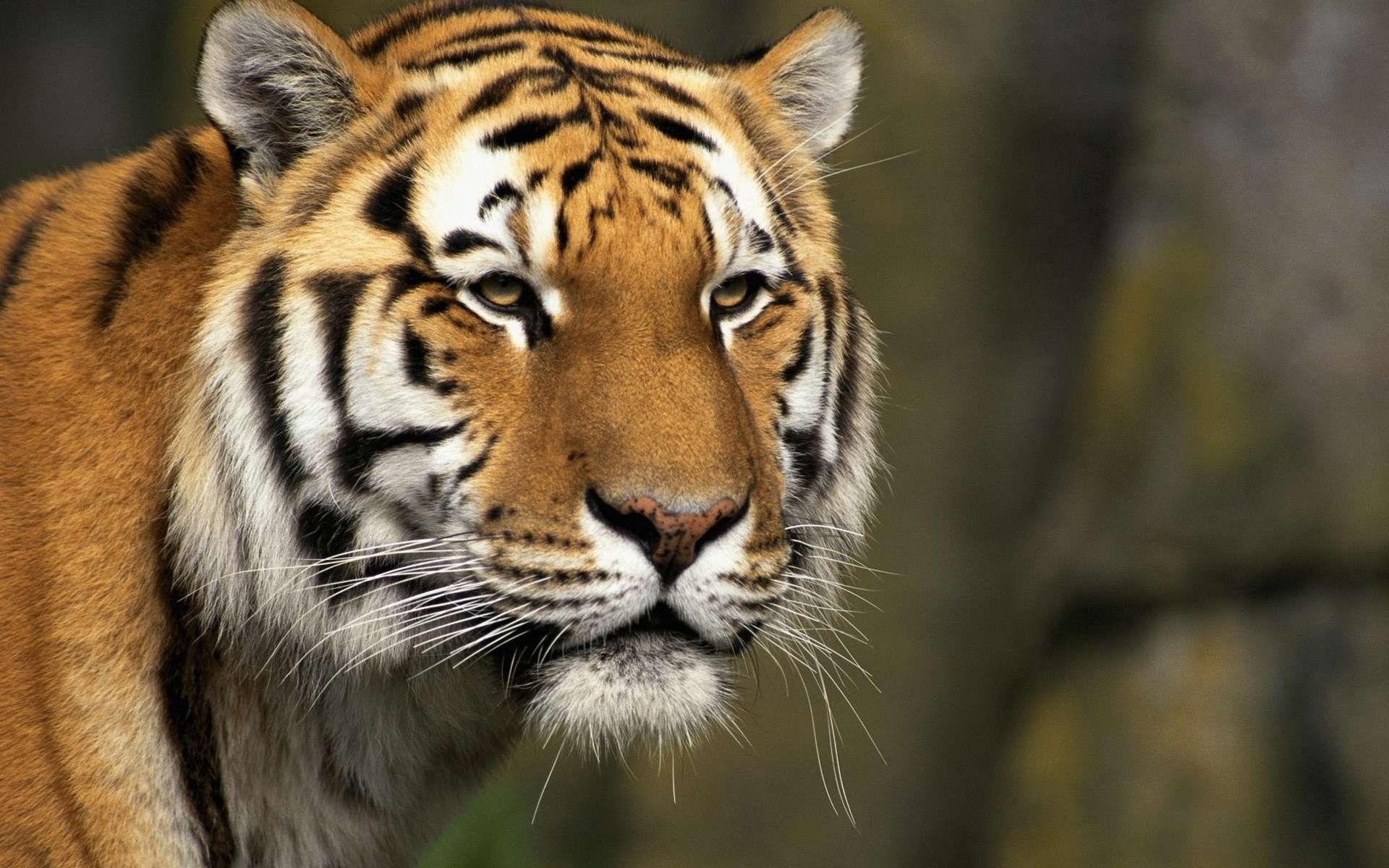 Predatory big cat - tiger