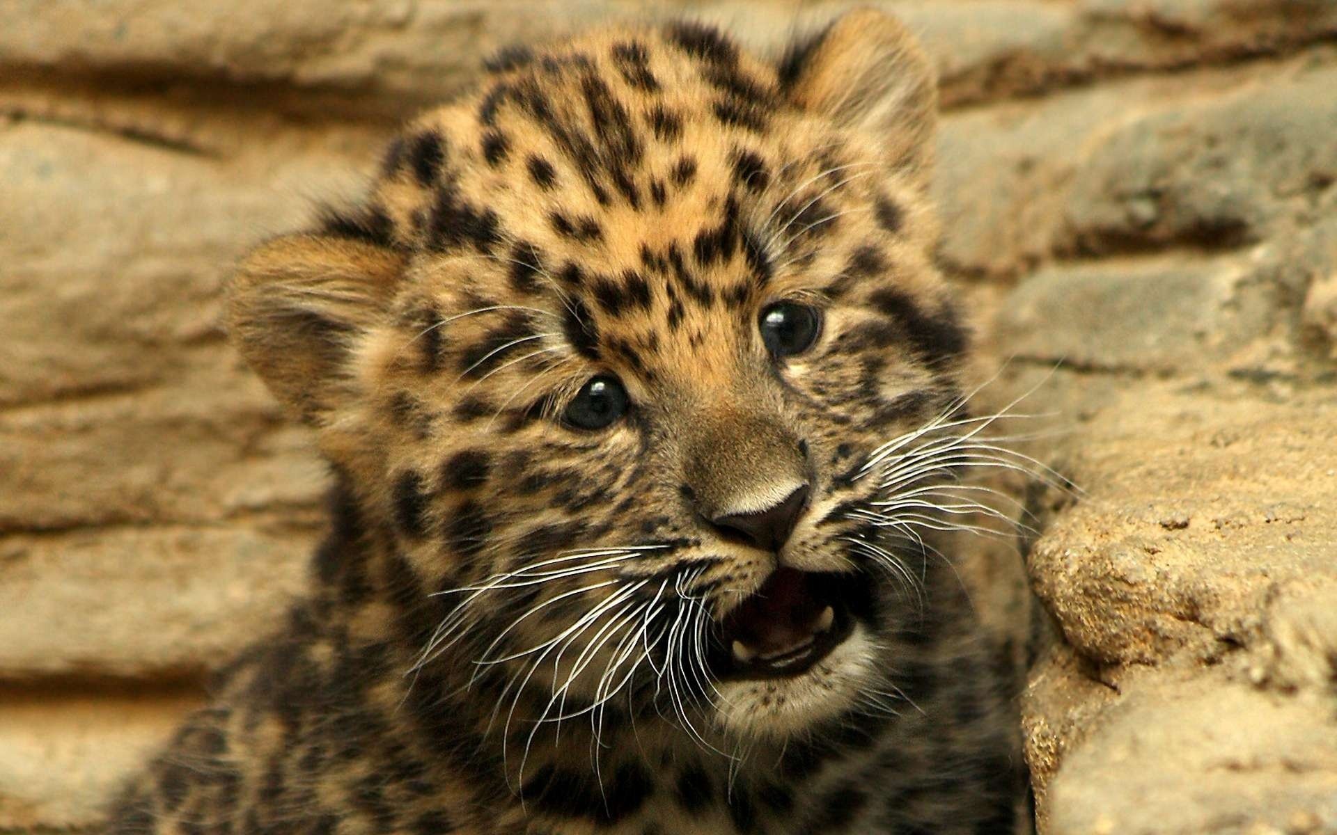 Baby leopard Sad Baby