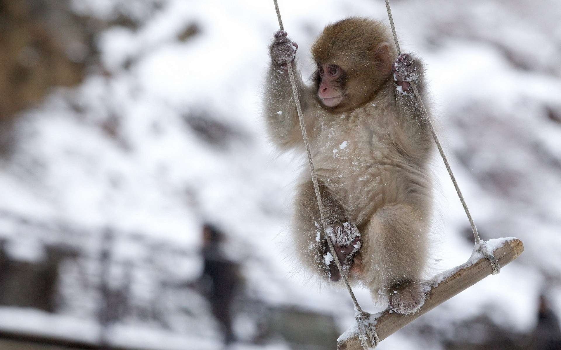 Winter photo of a monkey on a swing