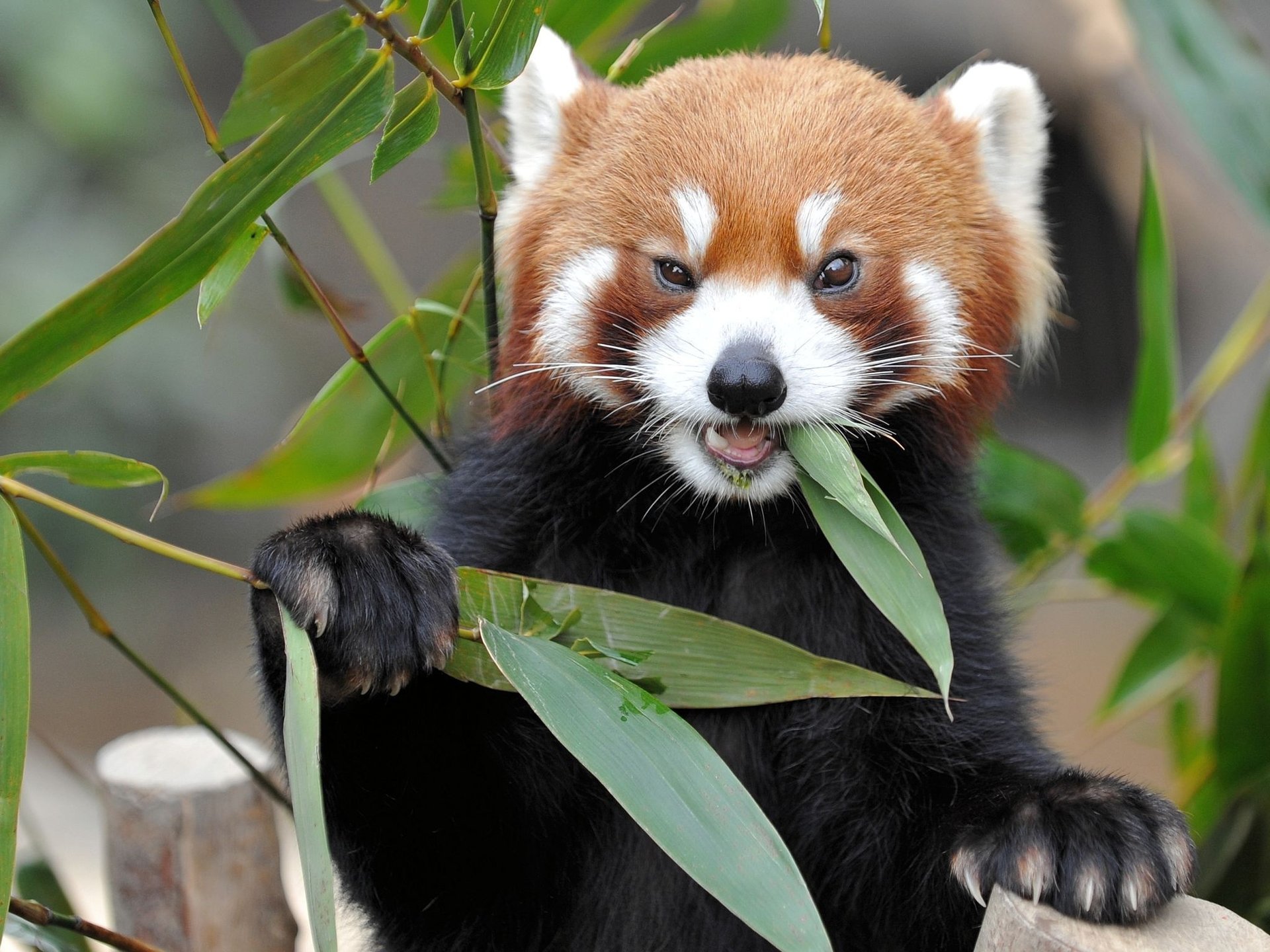 Photo of the red panda animal
