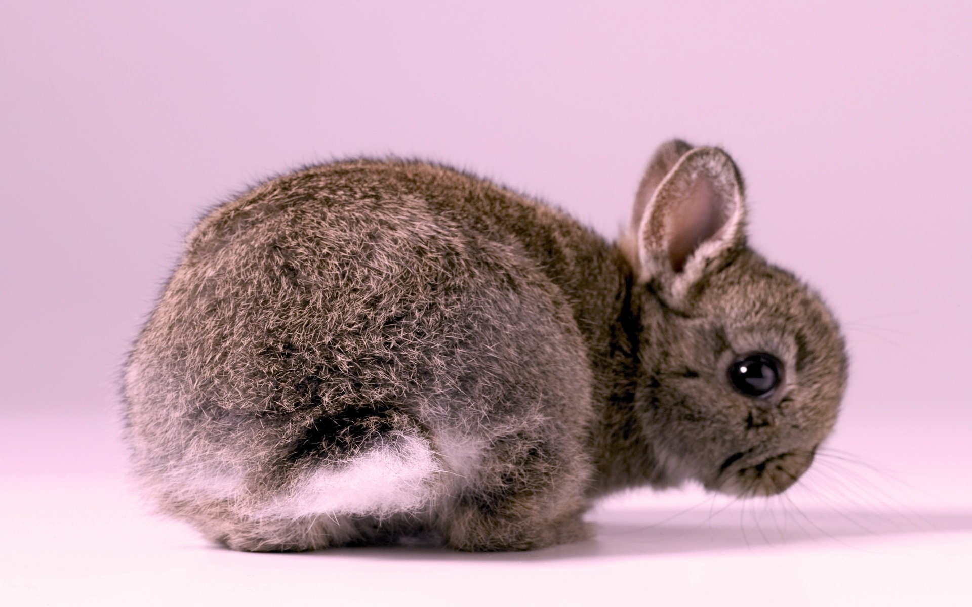 Rabbit on a pink background