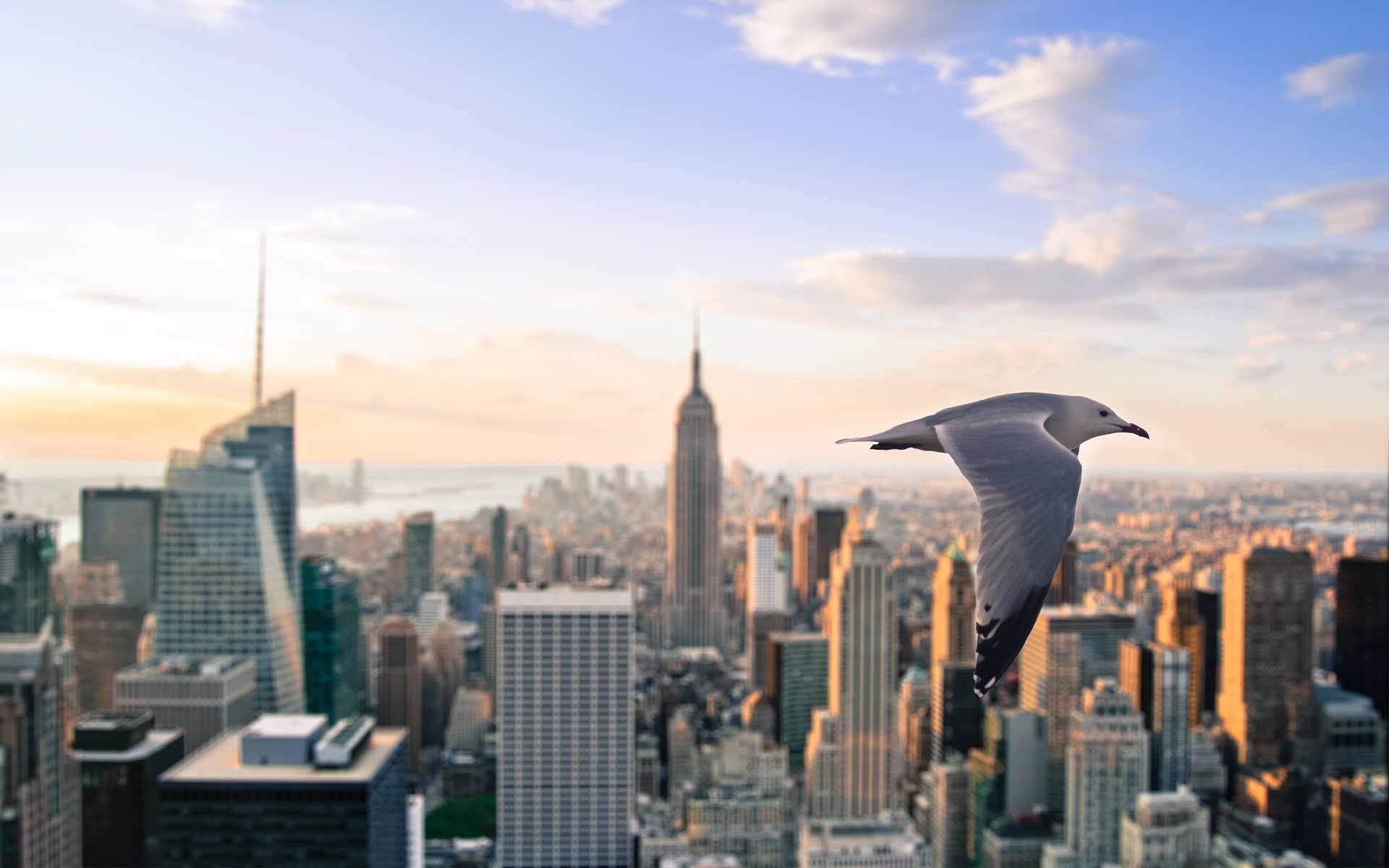A seagull flies over the central part of skyscrapers in New York