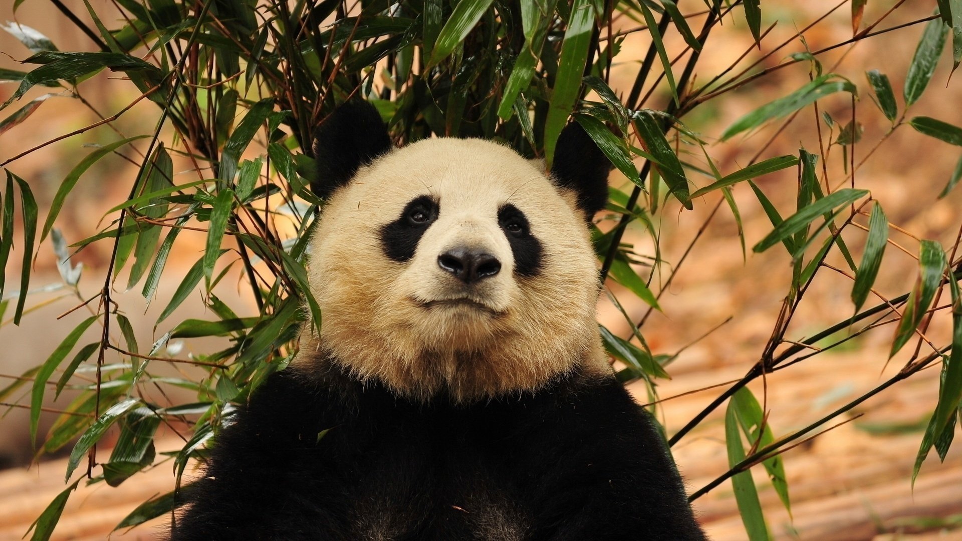 Panda is sitting under a bamboo tree