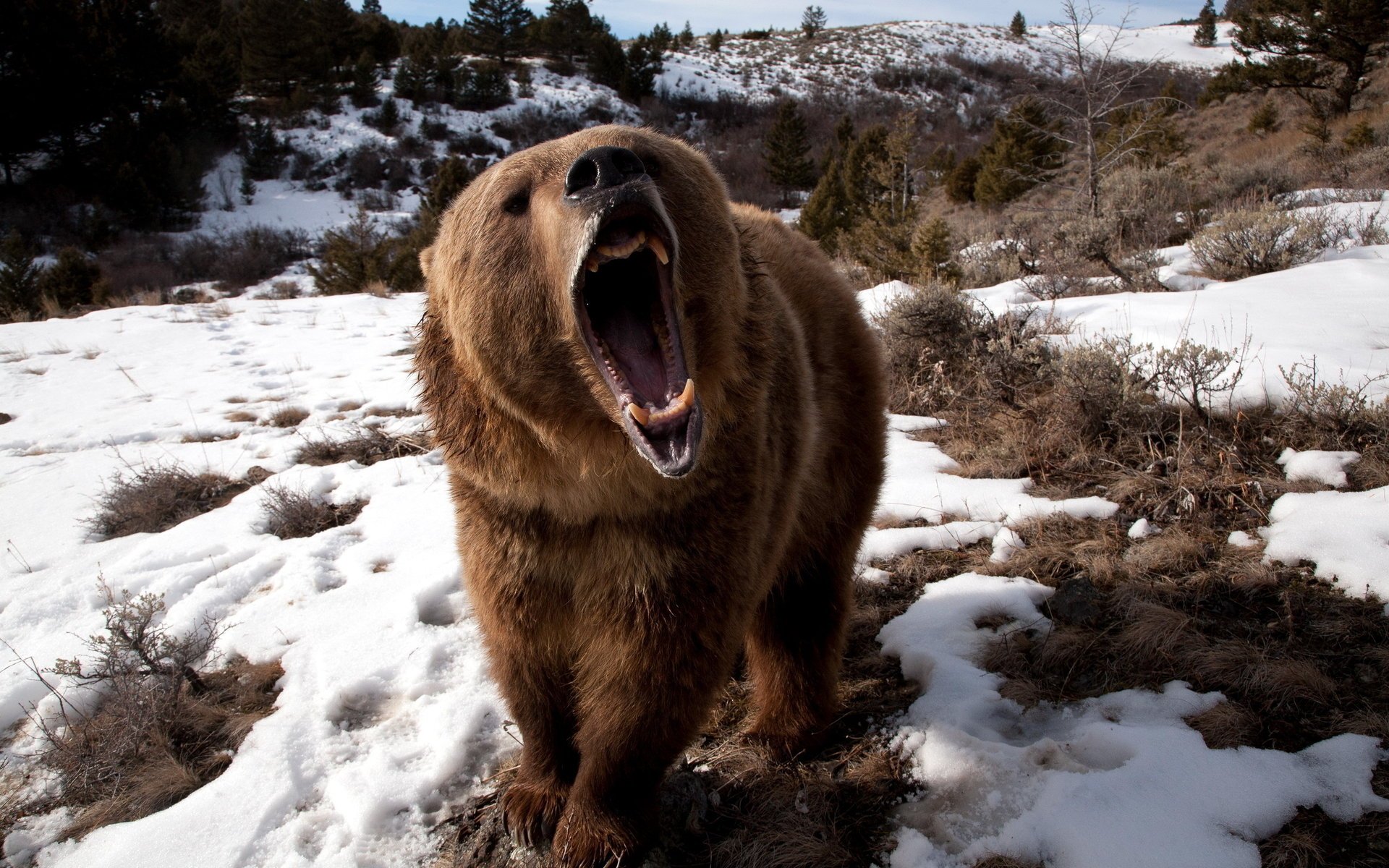 The bear opened its mouth in nature