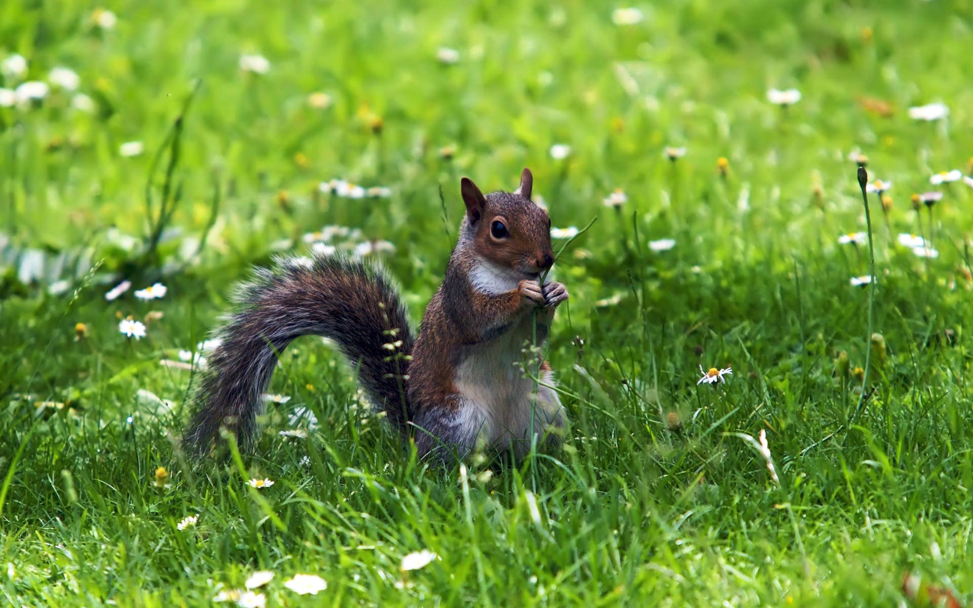 Sitting squirrel on the green grass