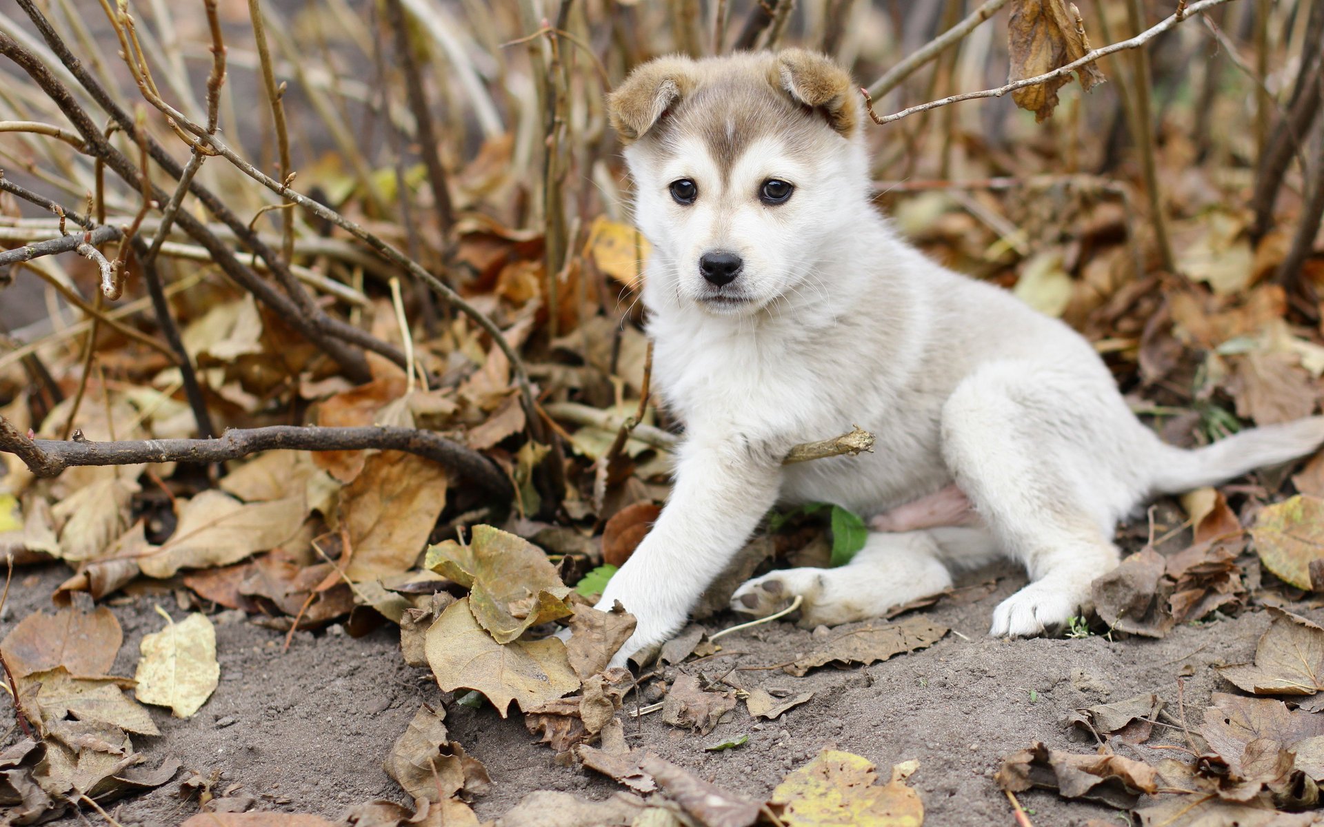 A puppy in dried autumn leaves