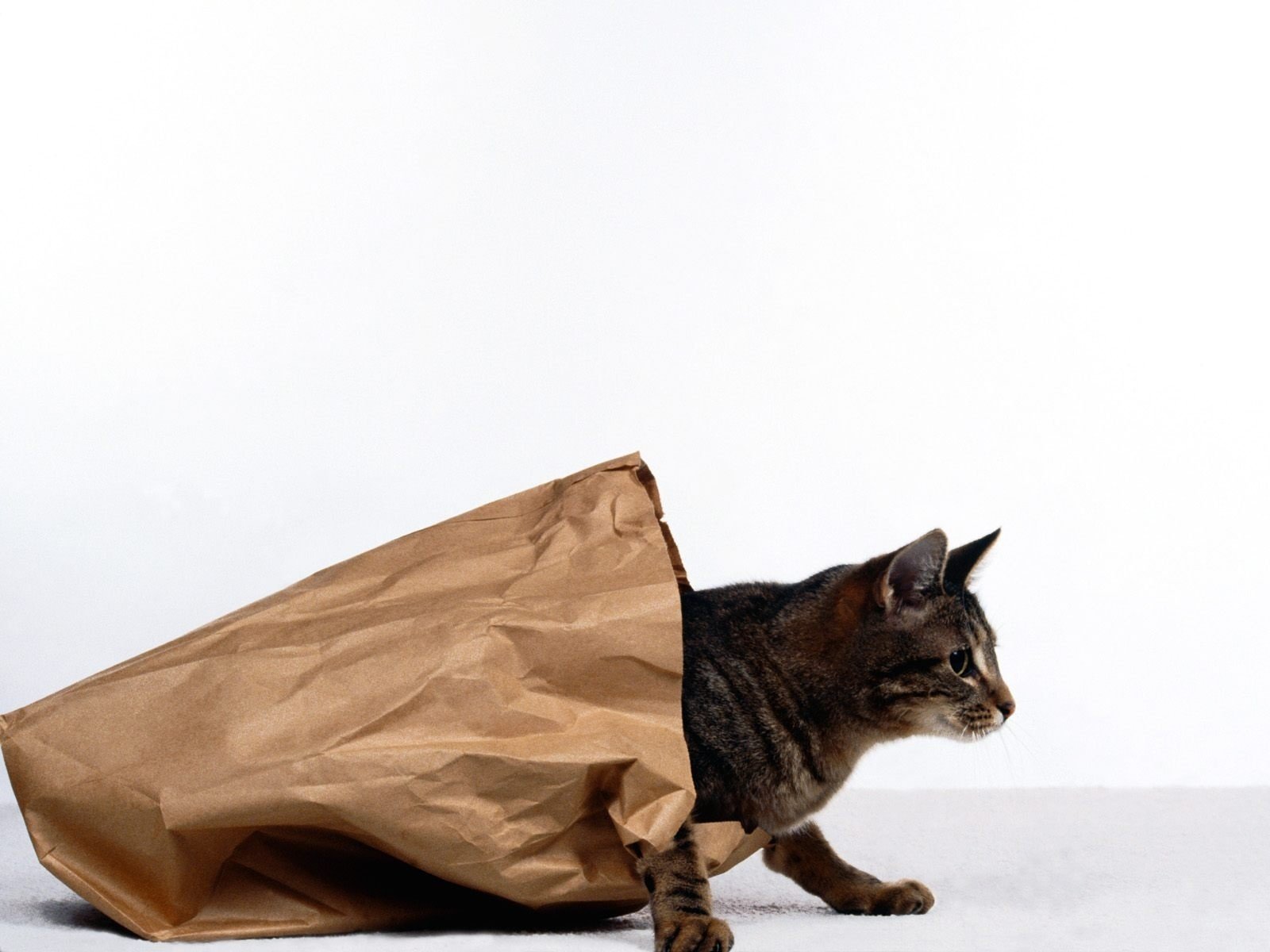The cat gets out of the paper bag
