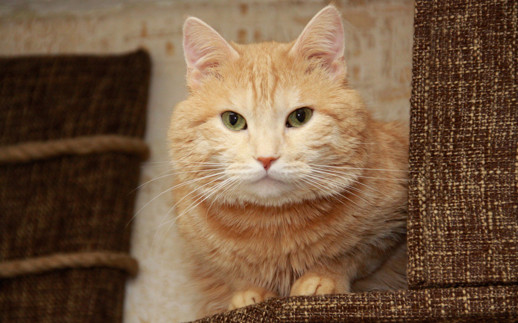 A red-haired cat is resting on the couch