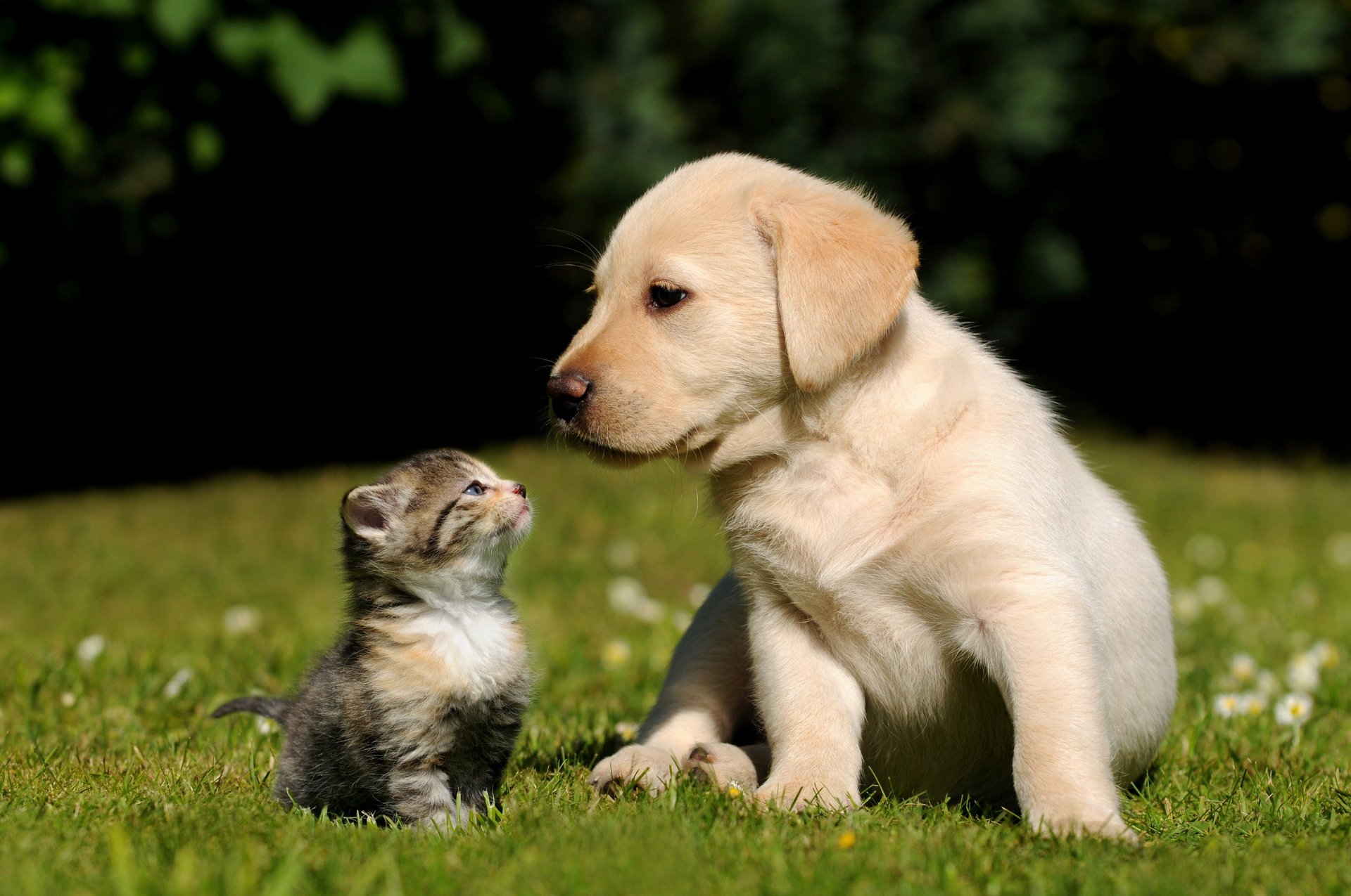 A labrador puppy with a striped kitten