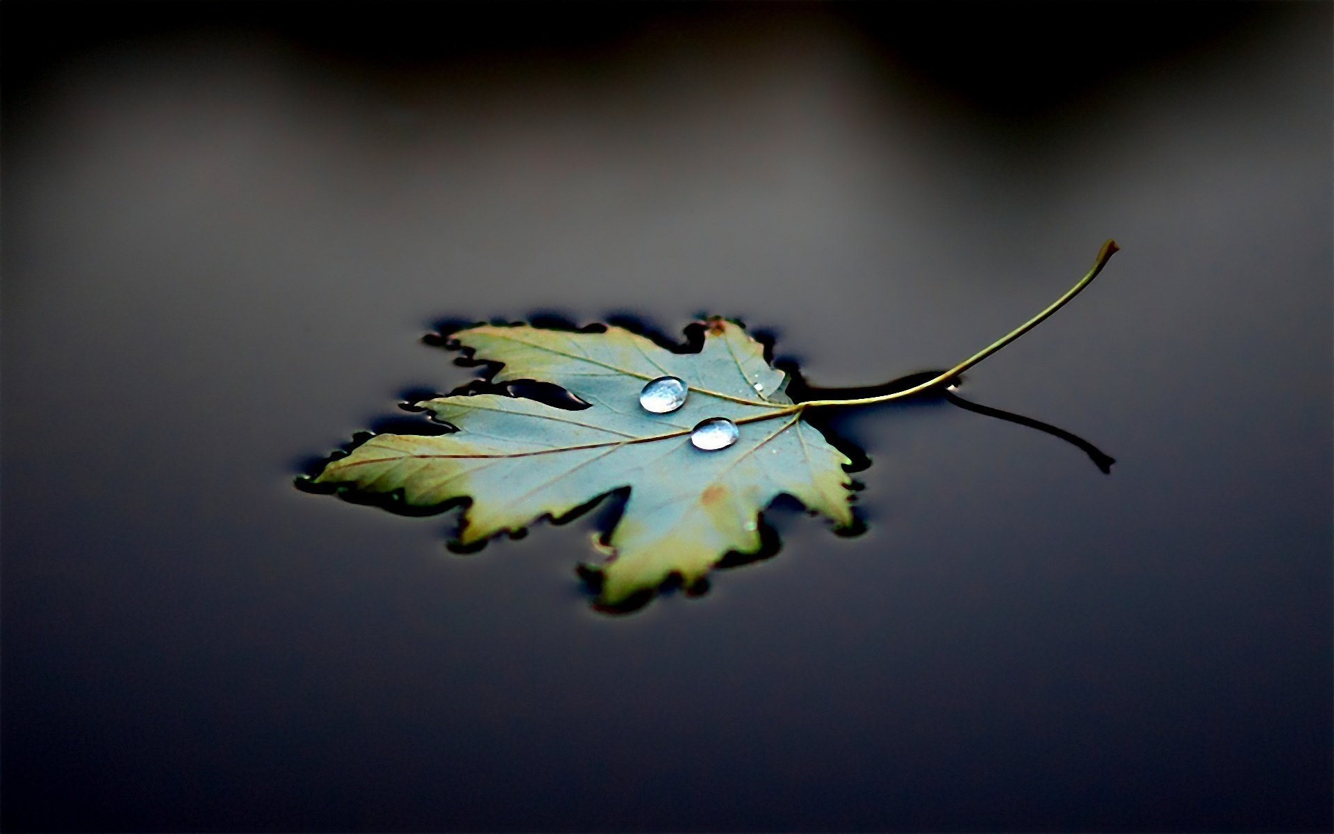 A leaf on the water with drops of bokeh