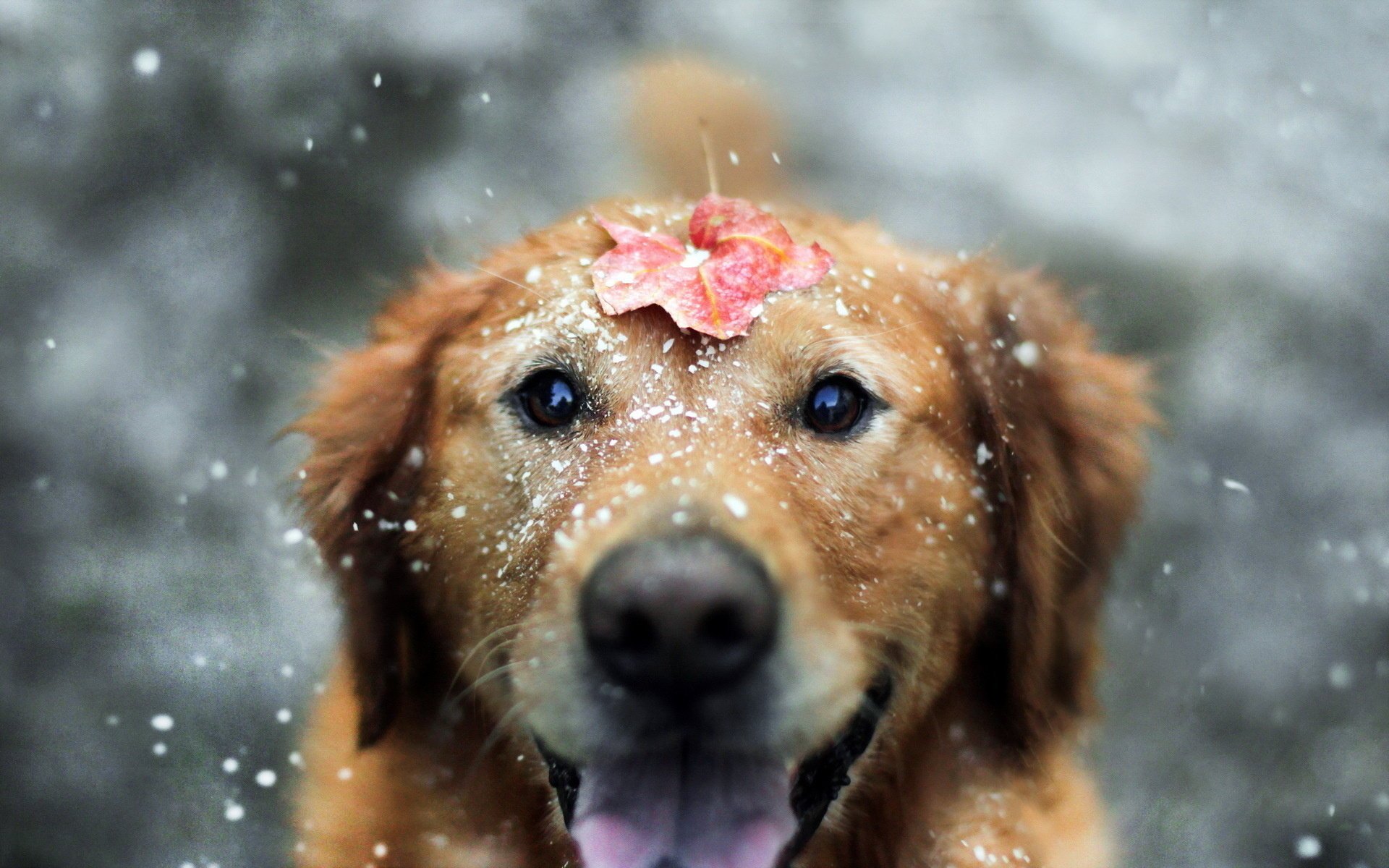 A perky dog with a leaf on its muzzle all splashed