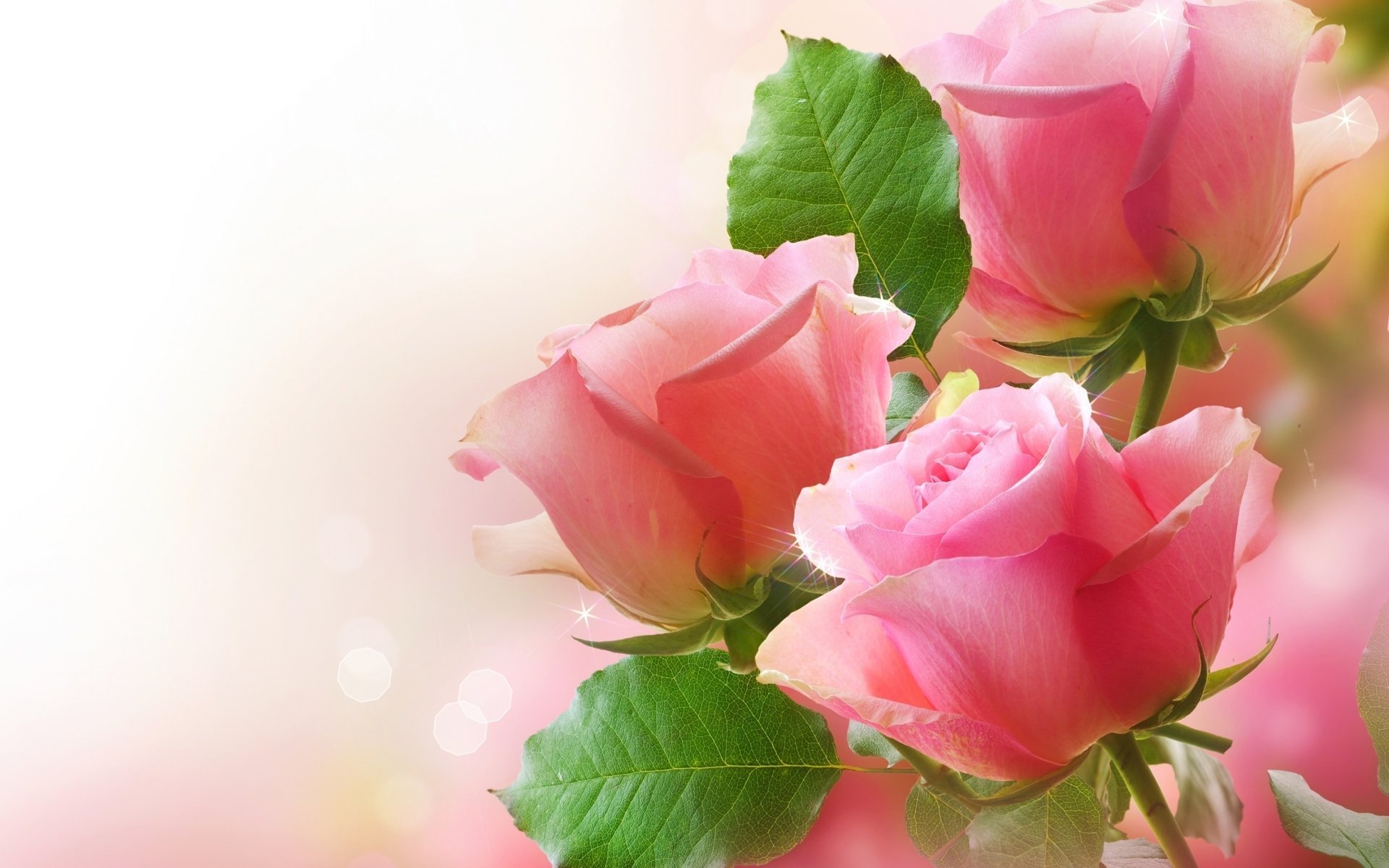 Pretty pink roses for girls