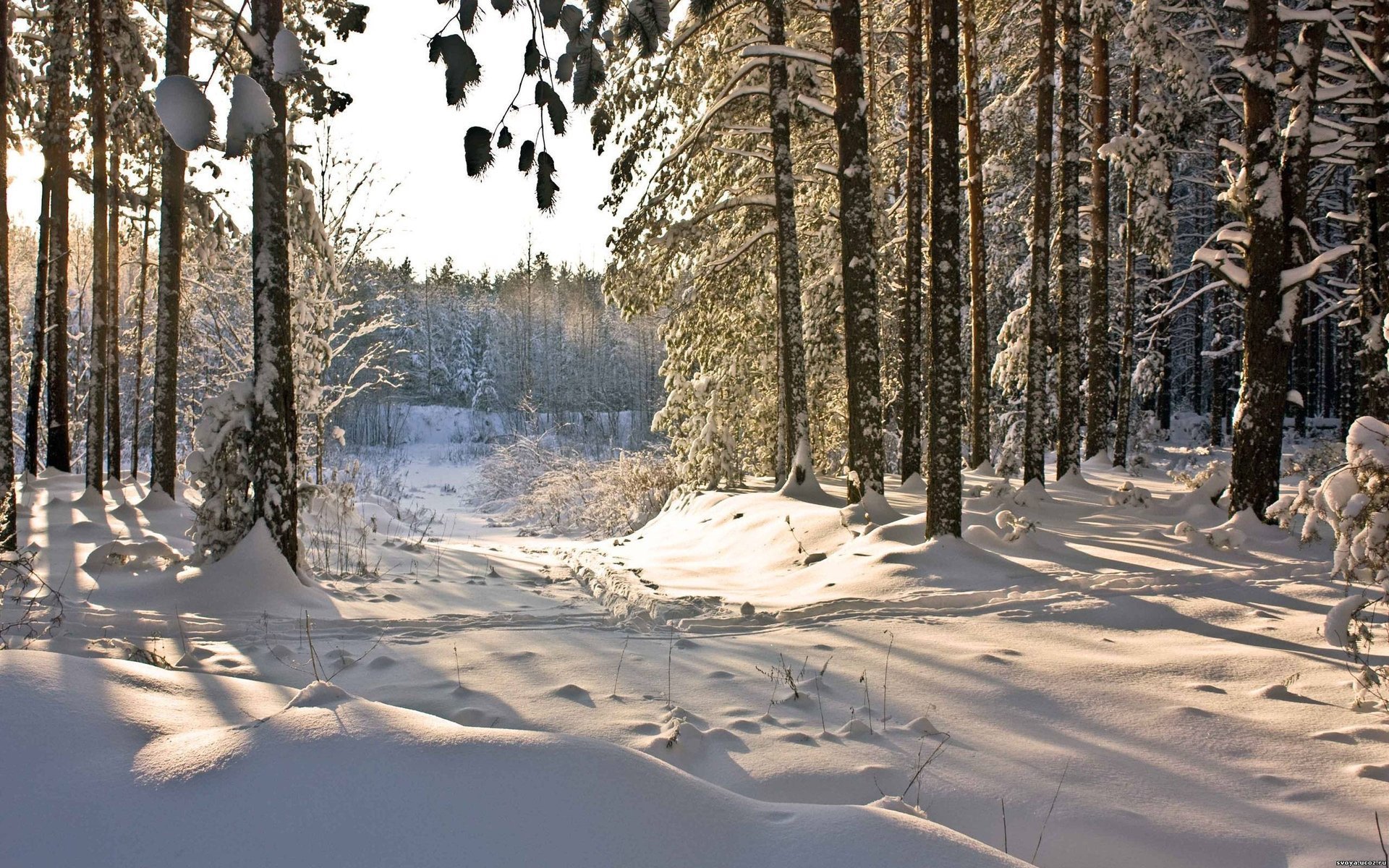 The sun's rays making their way to the path in the winter forest