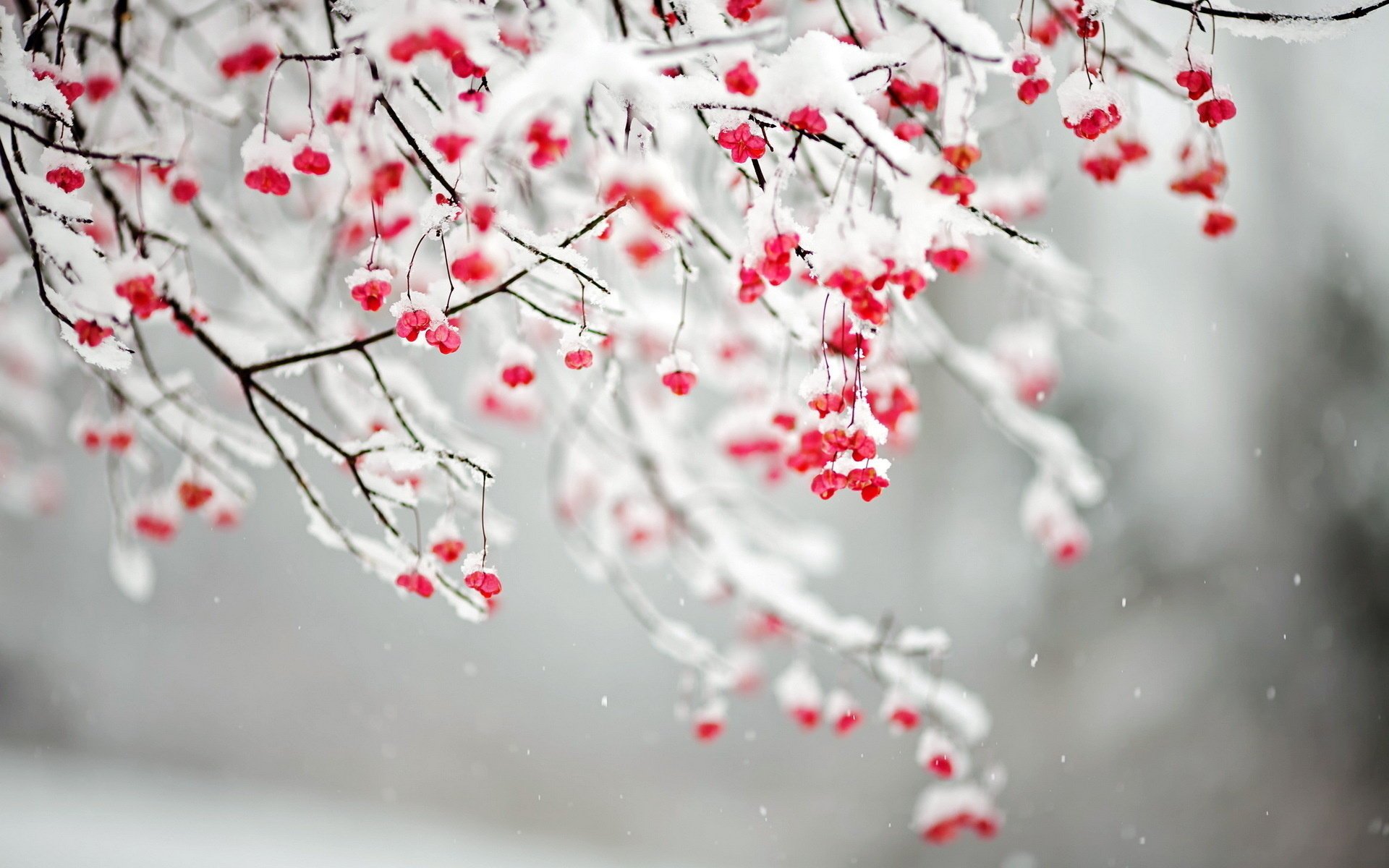 Snow-covered branches with red berries, snow, nature