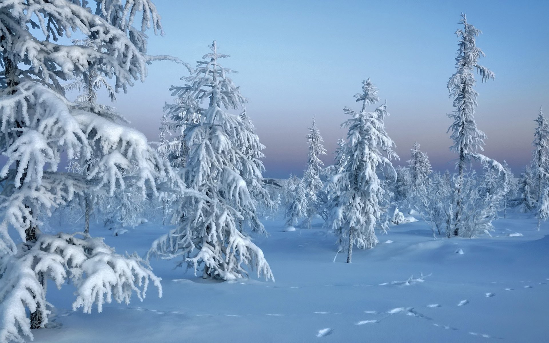 Winter landscape, snow-covered fir trees