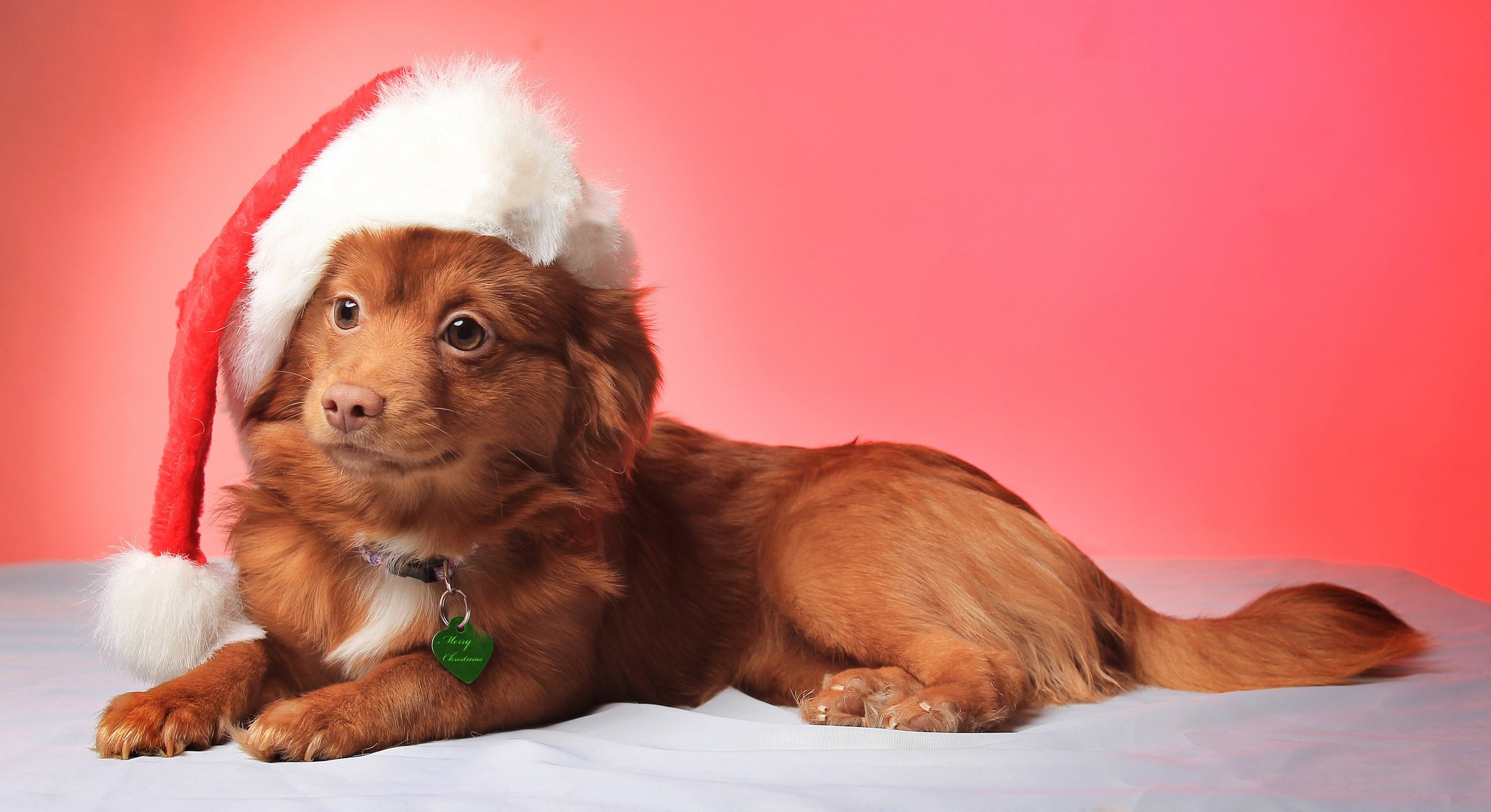 A small red-haired dog in a New Year's hat