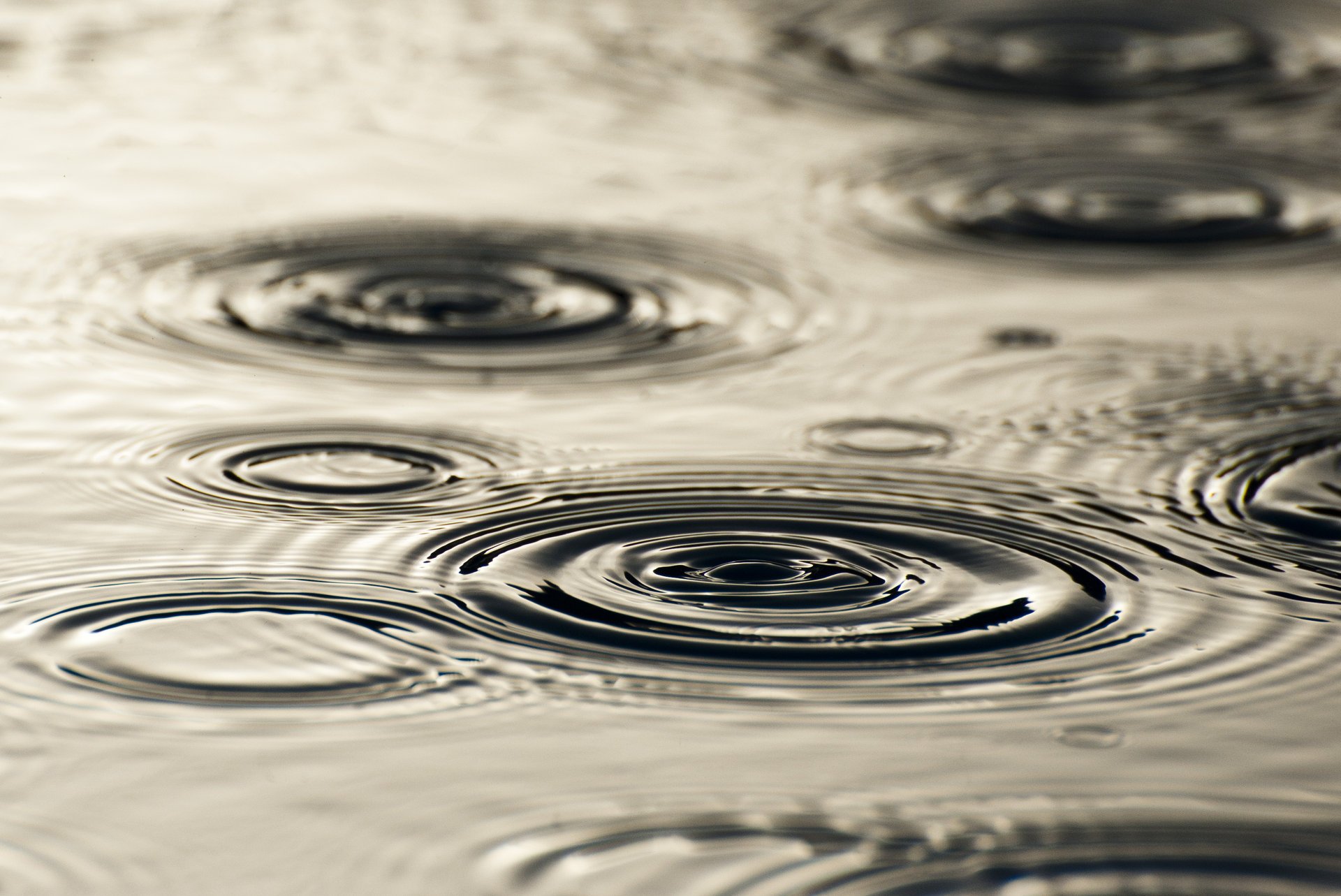 Circles from drops on the water during the rain