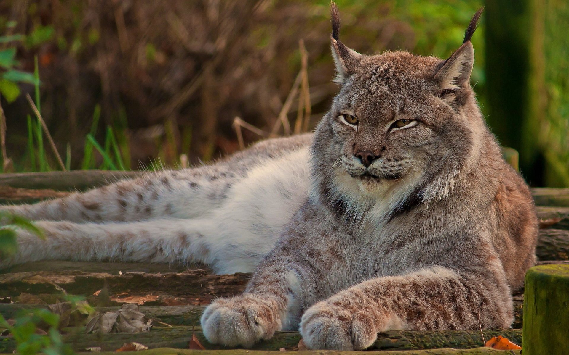 The lynx calmly demonstrates its power and greatness