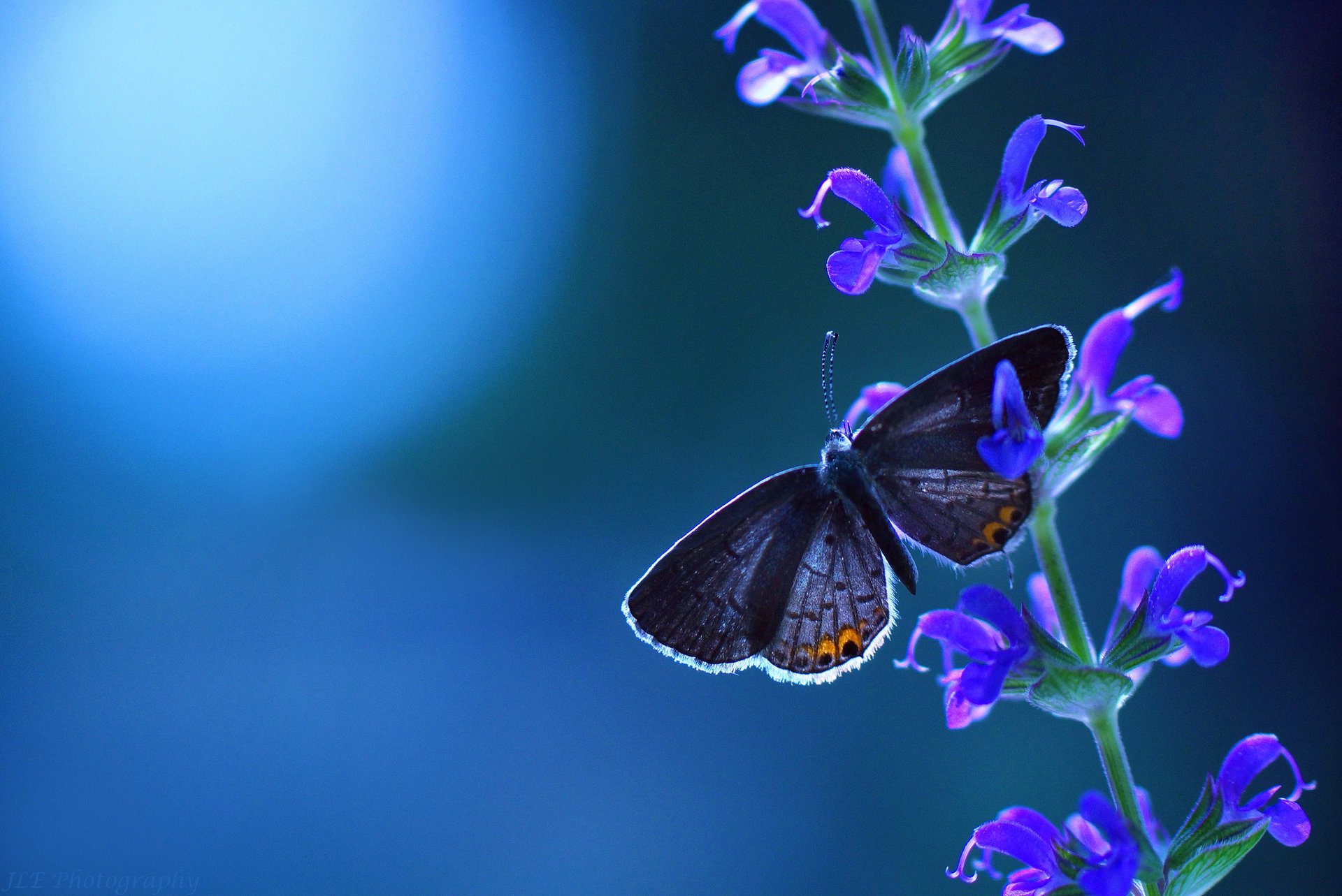Purple butterfly on a blue background