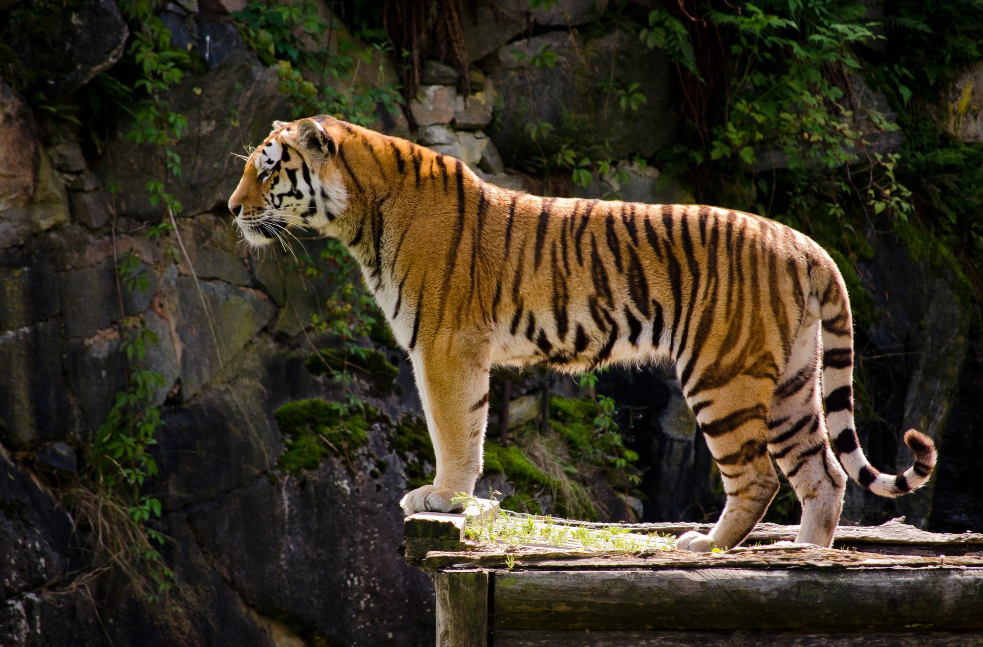 Predatory tiger in profile