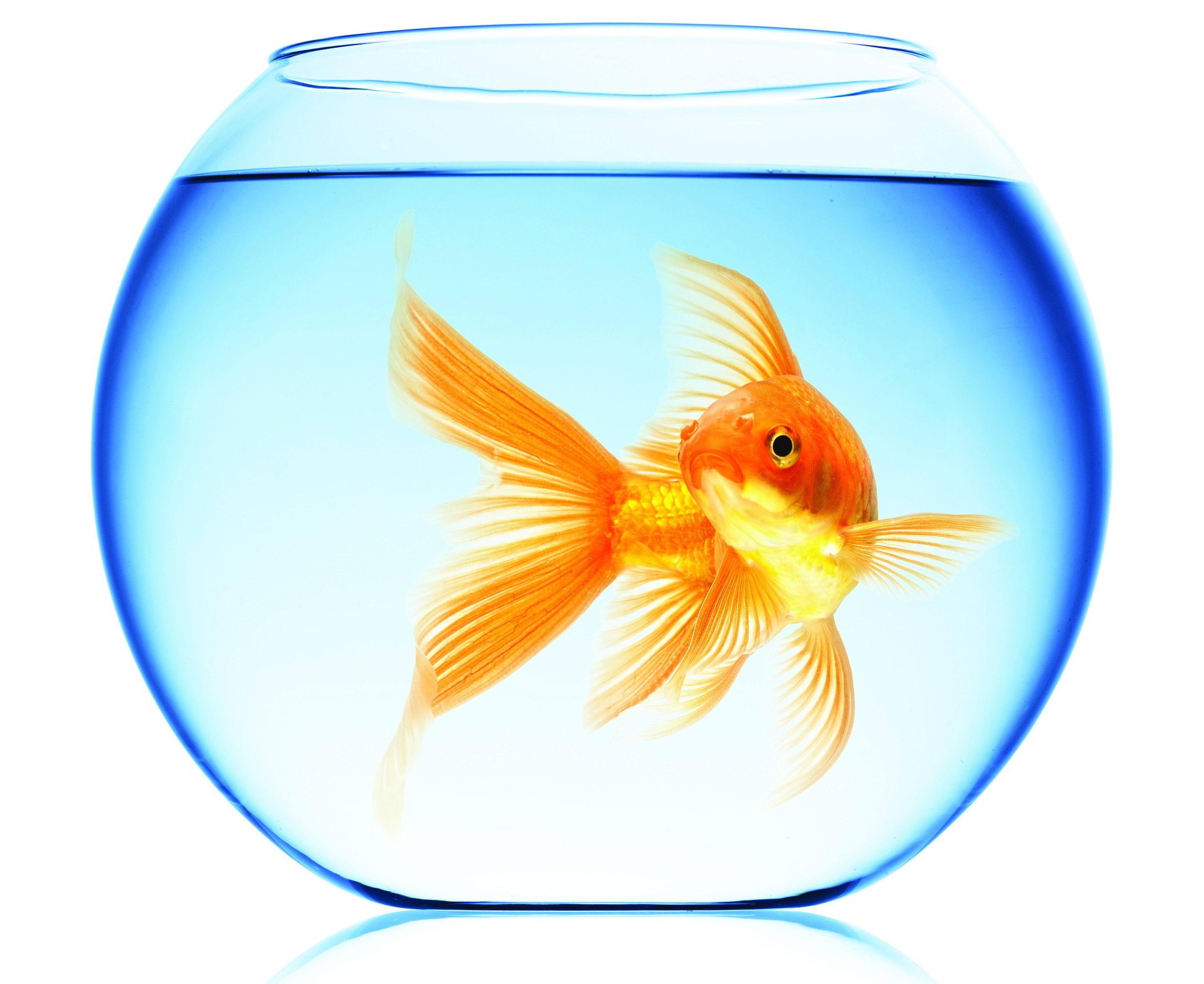 Goldfish in a round aquarium