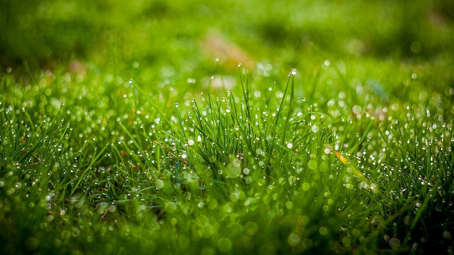 Morning green grass with dew