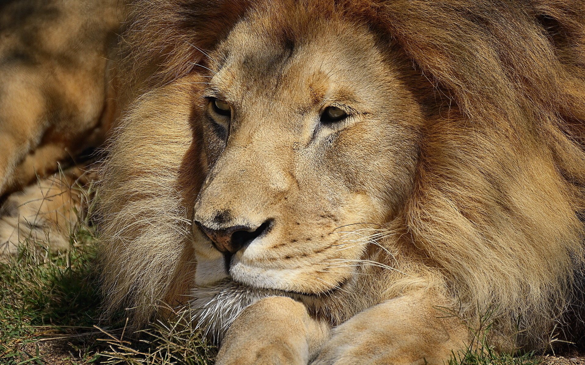 The lion is resting in close-up