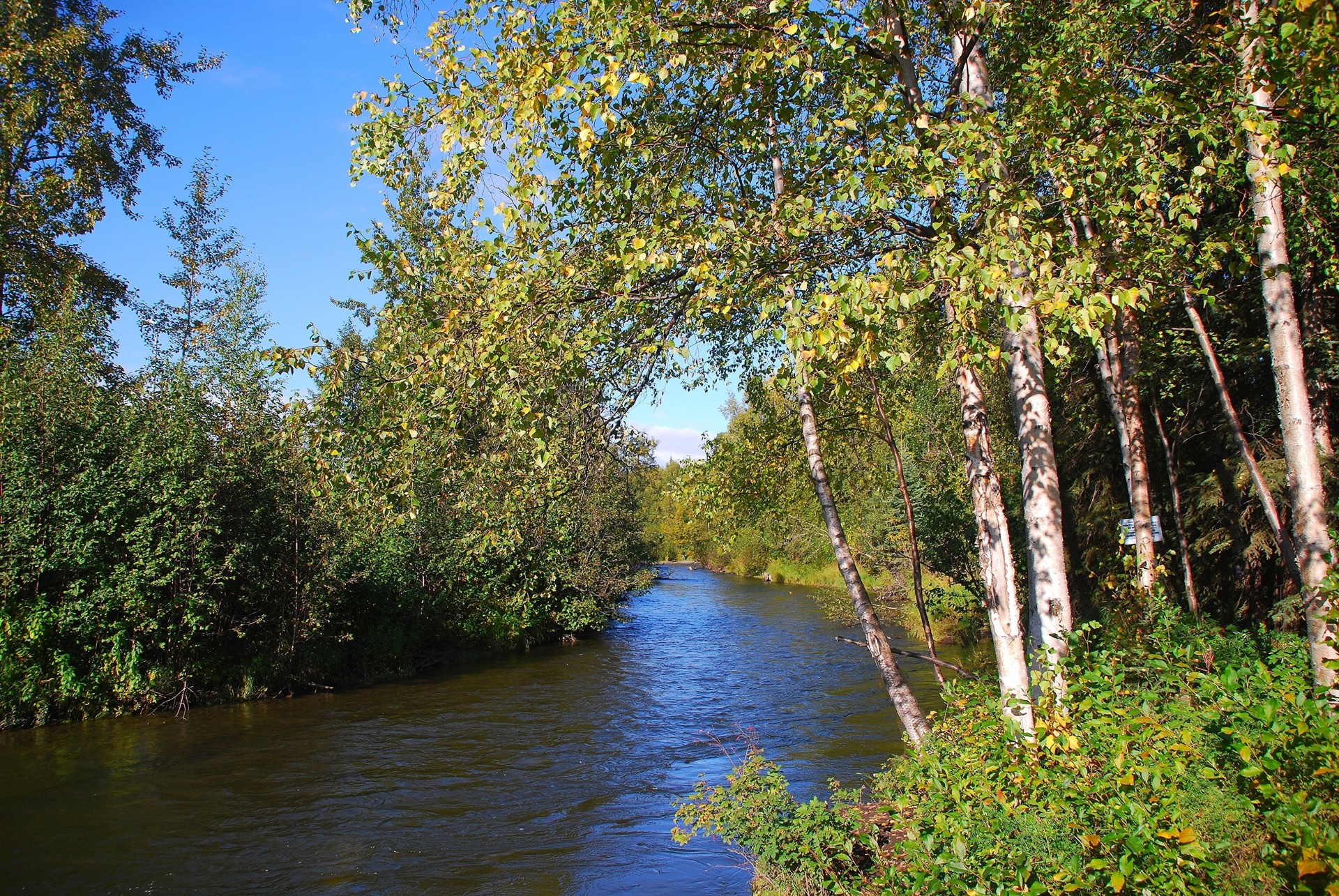 tree landscape forest river