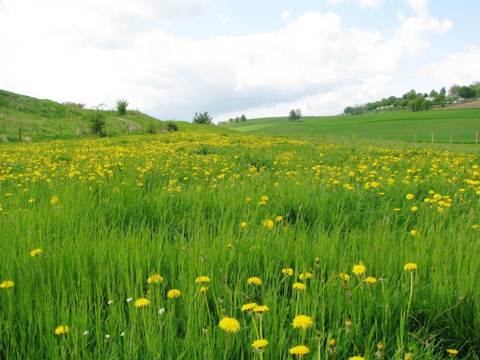 landscape nature dandelions grass flower the field