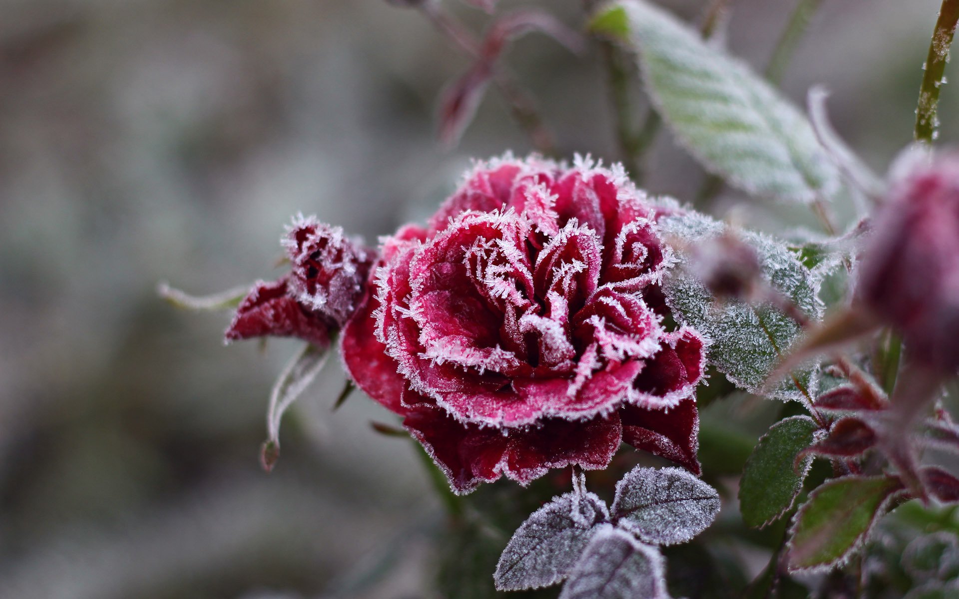 Frozen red rose with petals covered with frost crystals